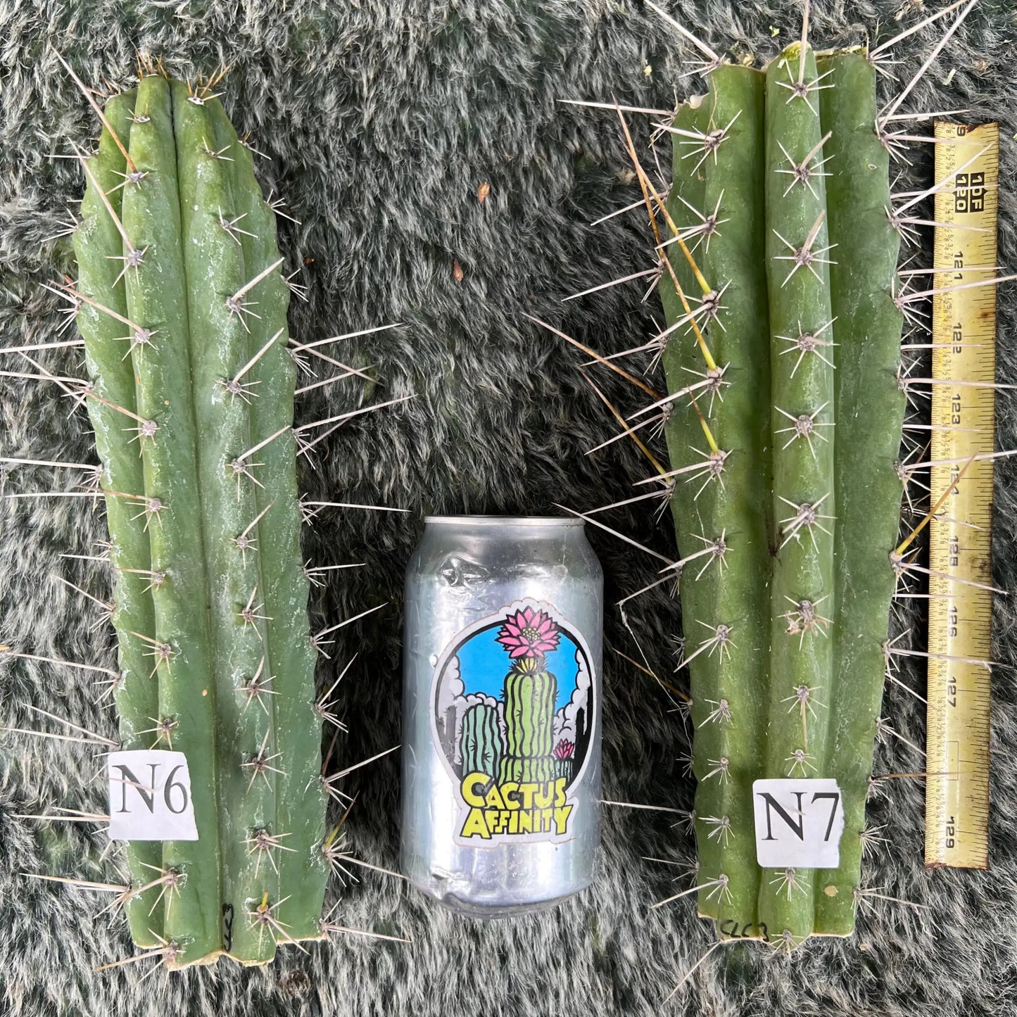 CL Chris (Pacific Cactus) - N7 10” center cut