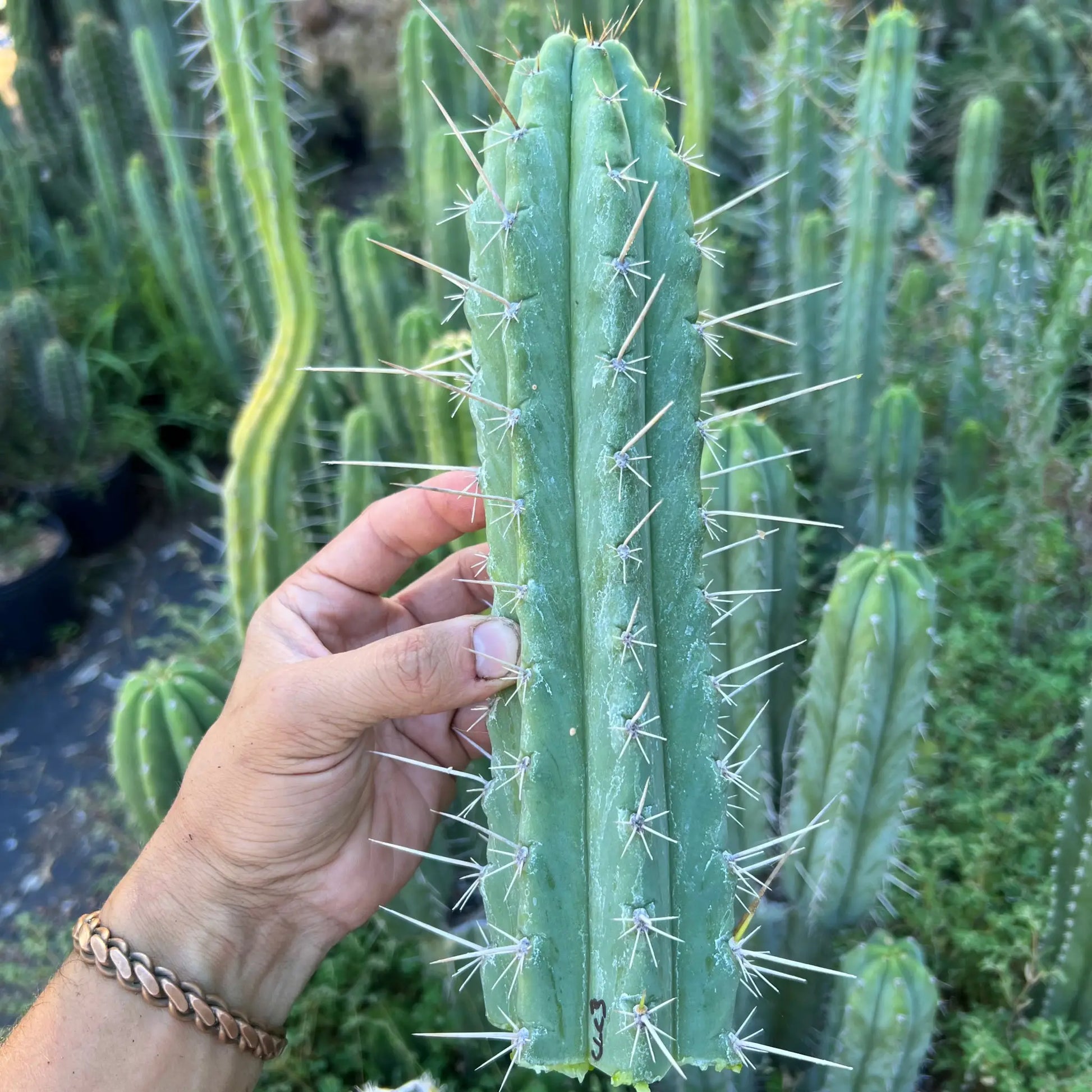 CL Chris (Pacific Cactus) - N7 10” center cut - live