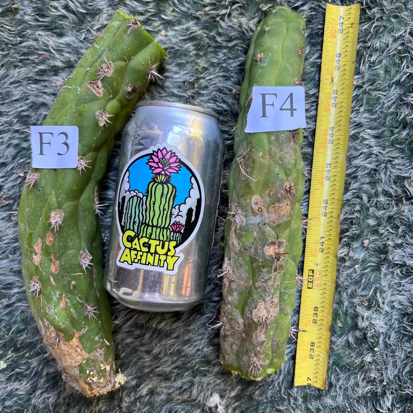 Cleistocactus fieldianus - F3 9” center cut