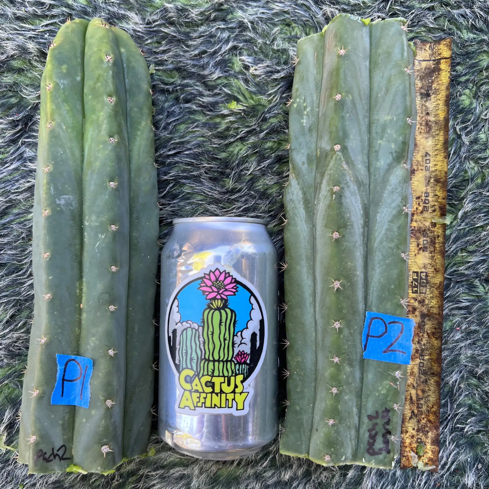 SAB clone “Pach 2” - live cactus plant