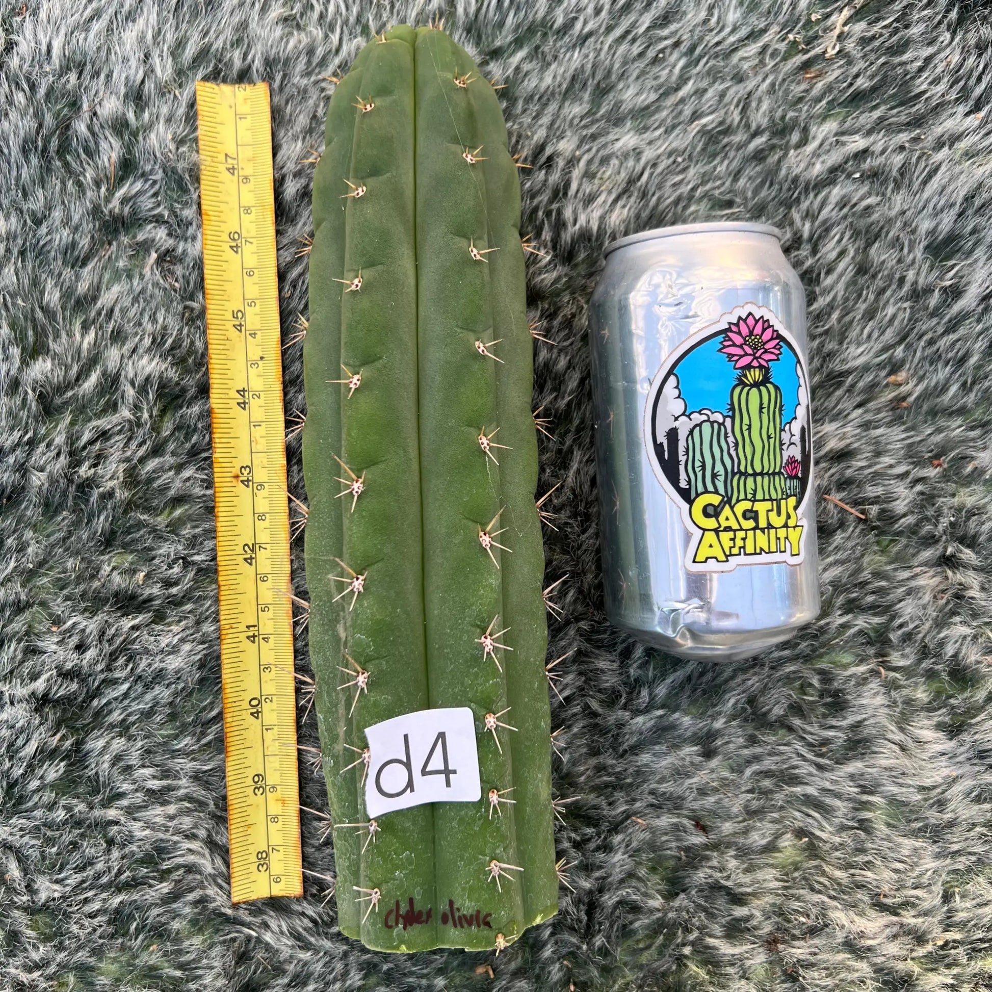 Clyde x Olivia - d4 10” tip cut - live cactus plant