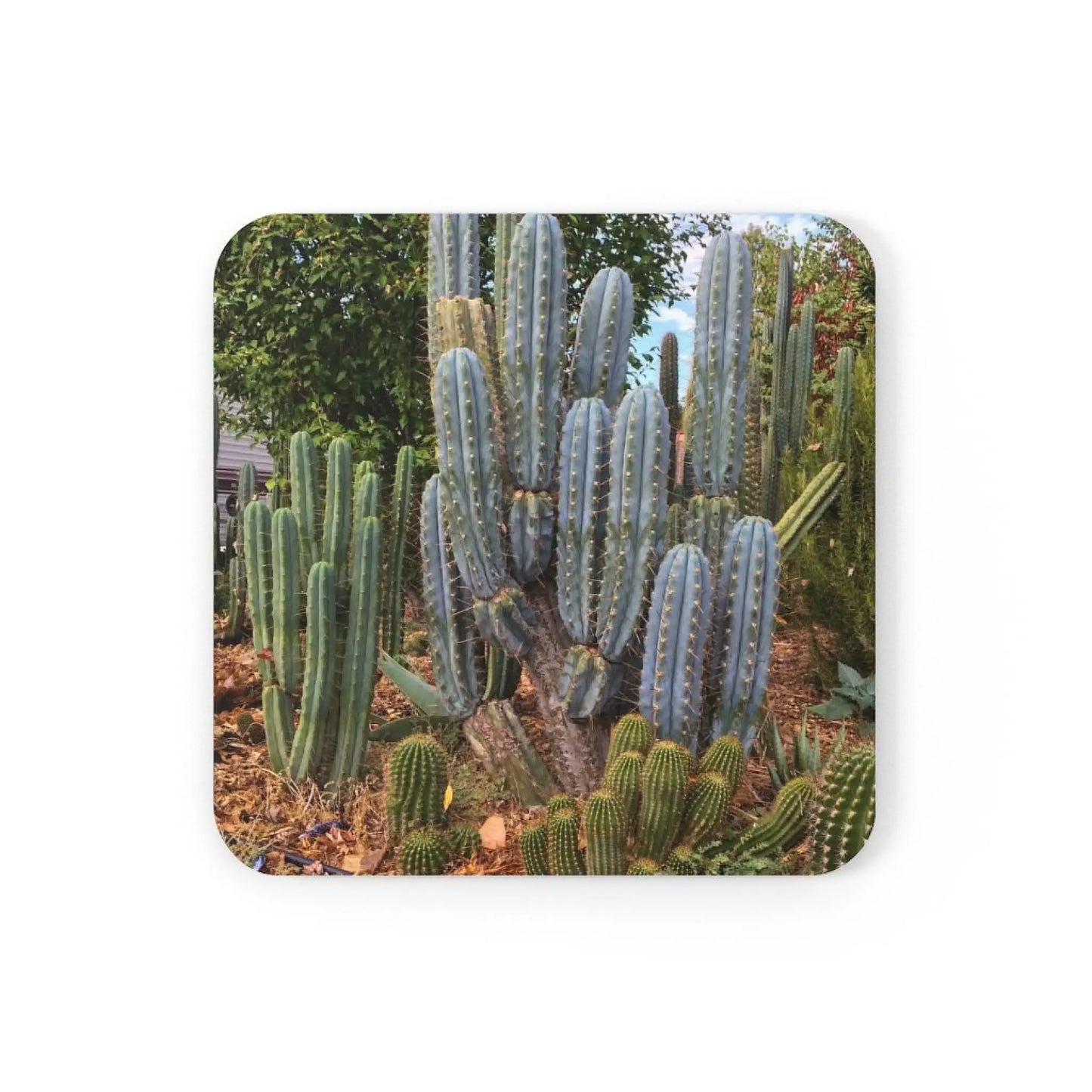 Coaster - BBG 48.1540 and Eileen - Single