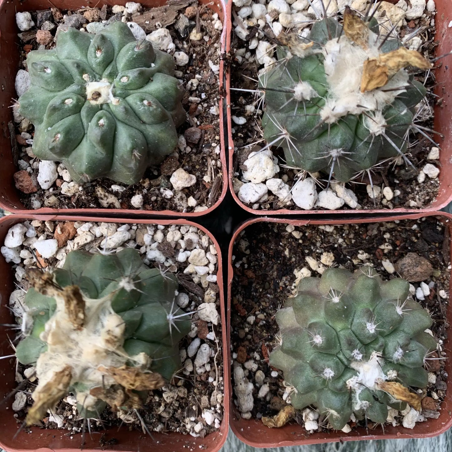 Copiapoa esmeraldiana - live cactus plant