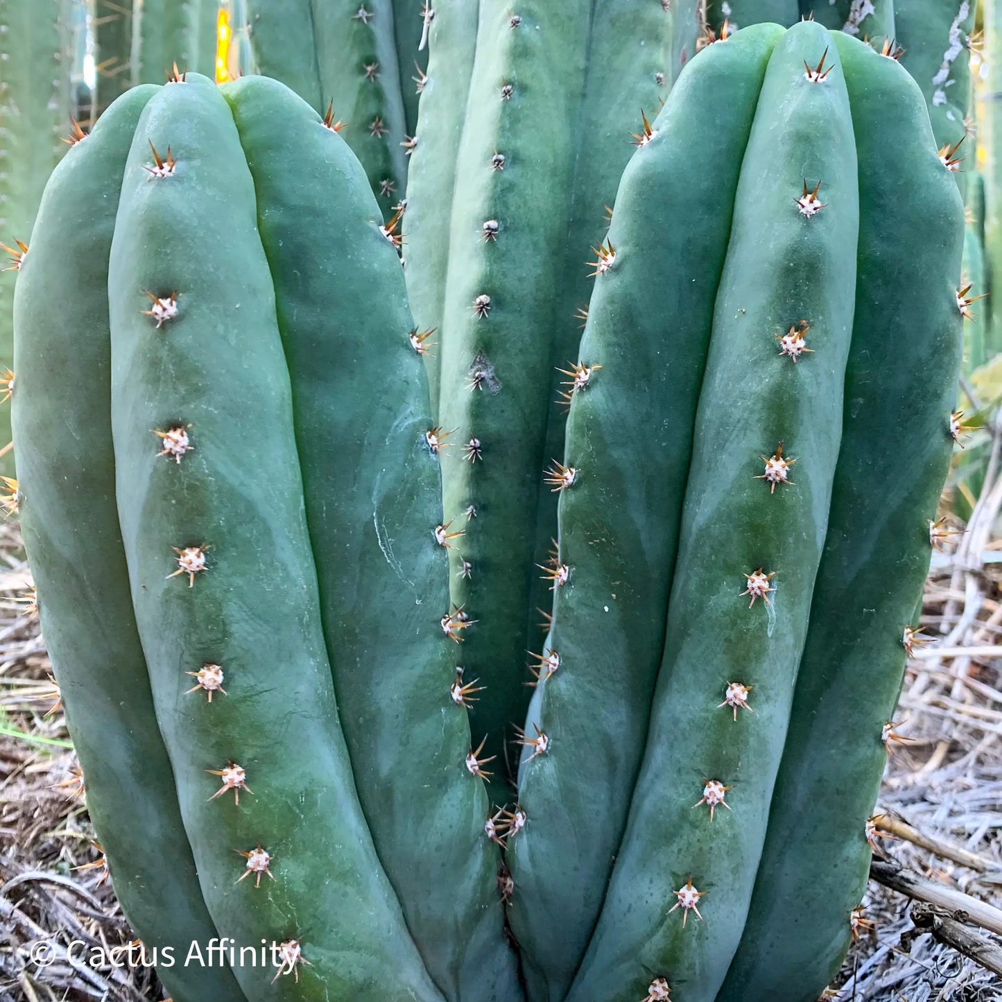cordobensis NMCR - live cactus plant