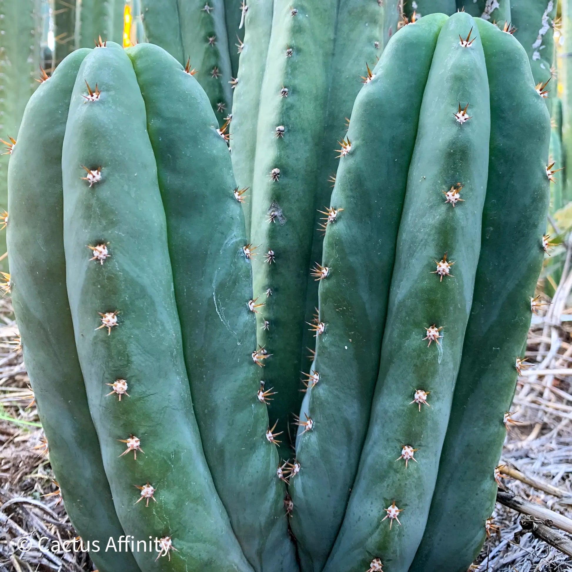cordobensis NMCR - live cactus plant