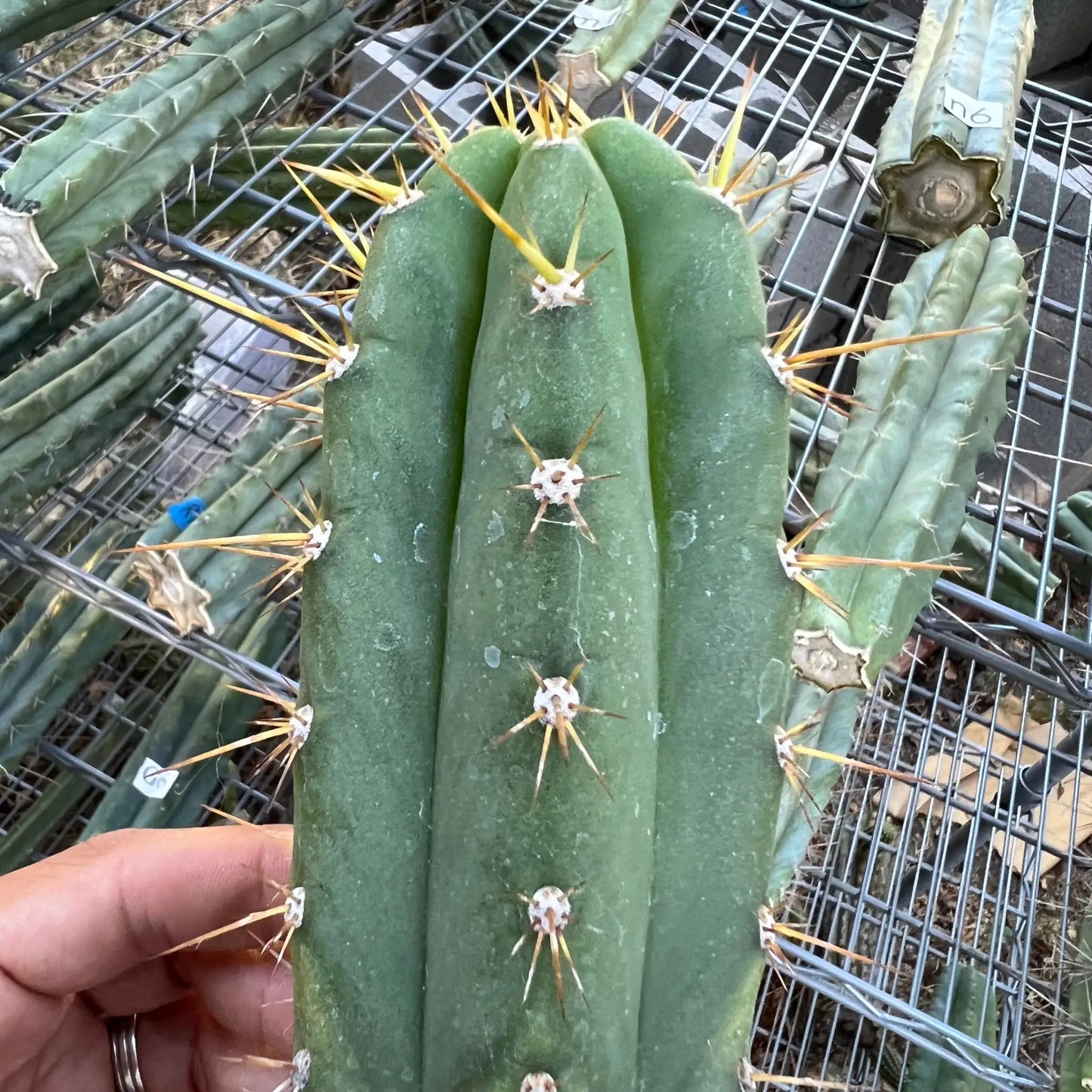 crassiarboreus - n8 14” tip cutting - live cactus plant