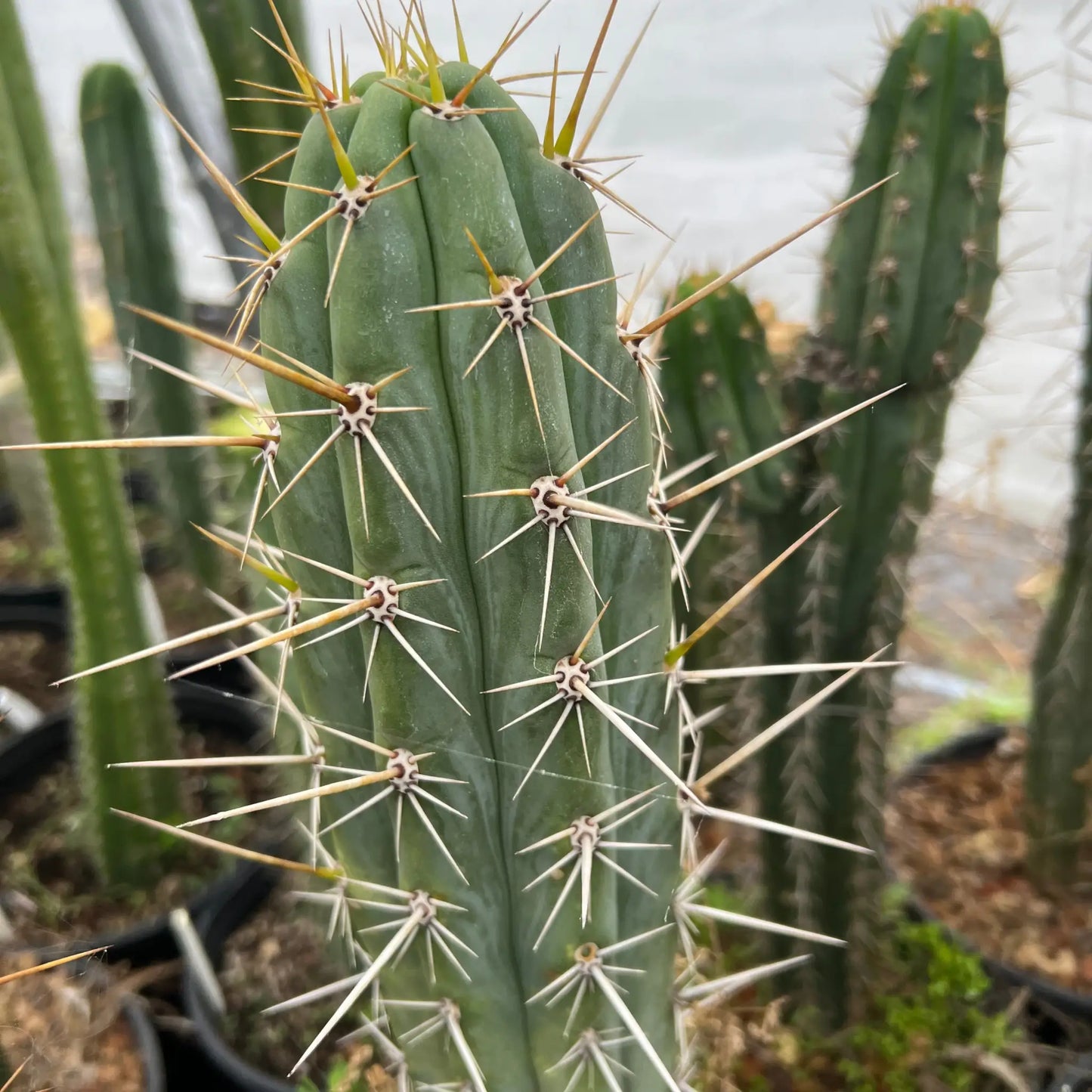 cuzco from Henrietta’s Nursery via Kakster - b7 14” tip