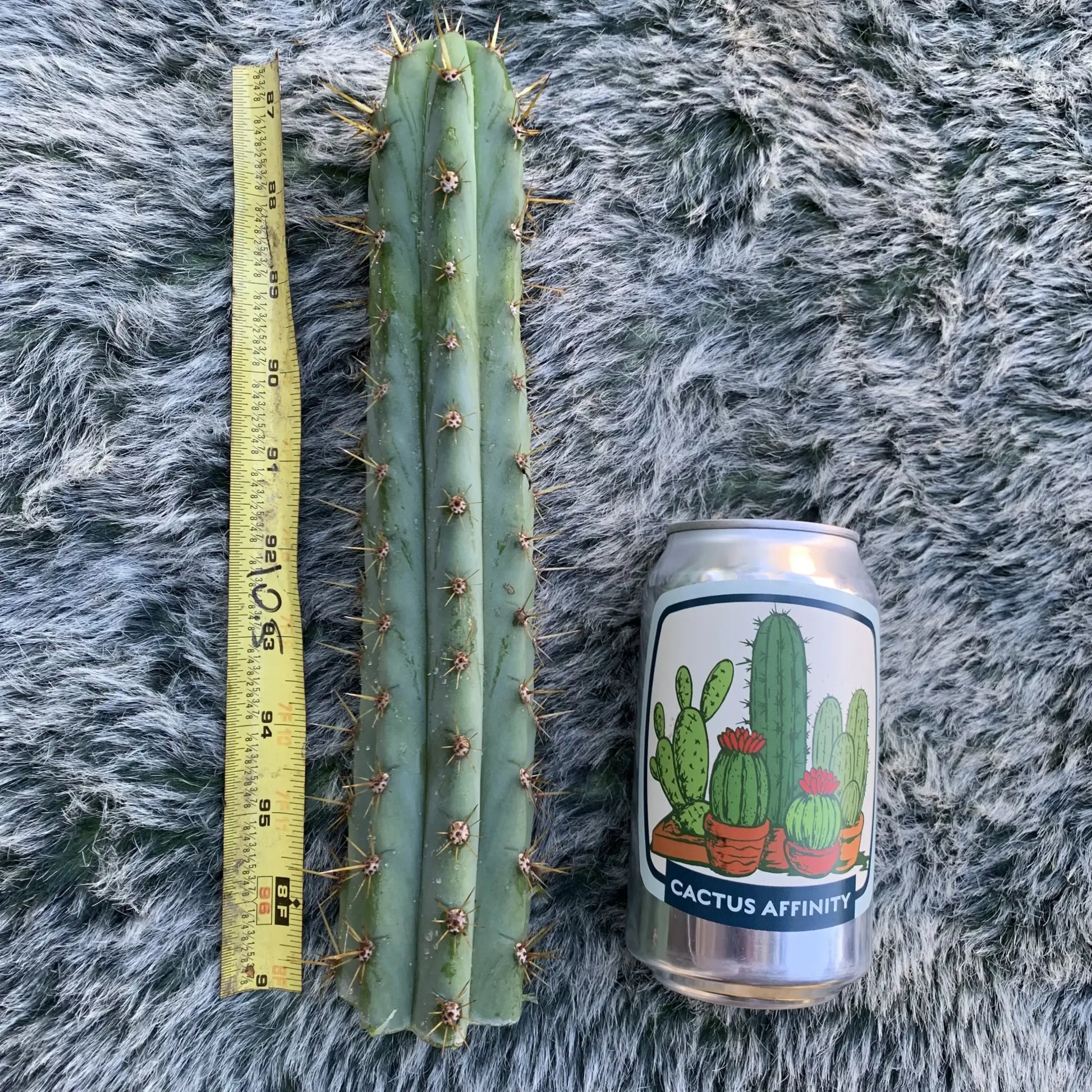 cuzco BBG#? JS03 - live cactus plant