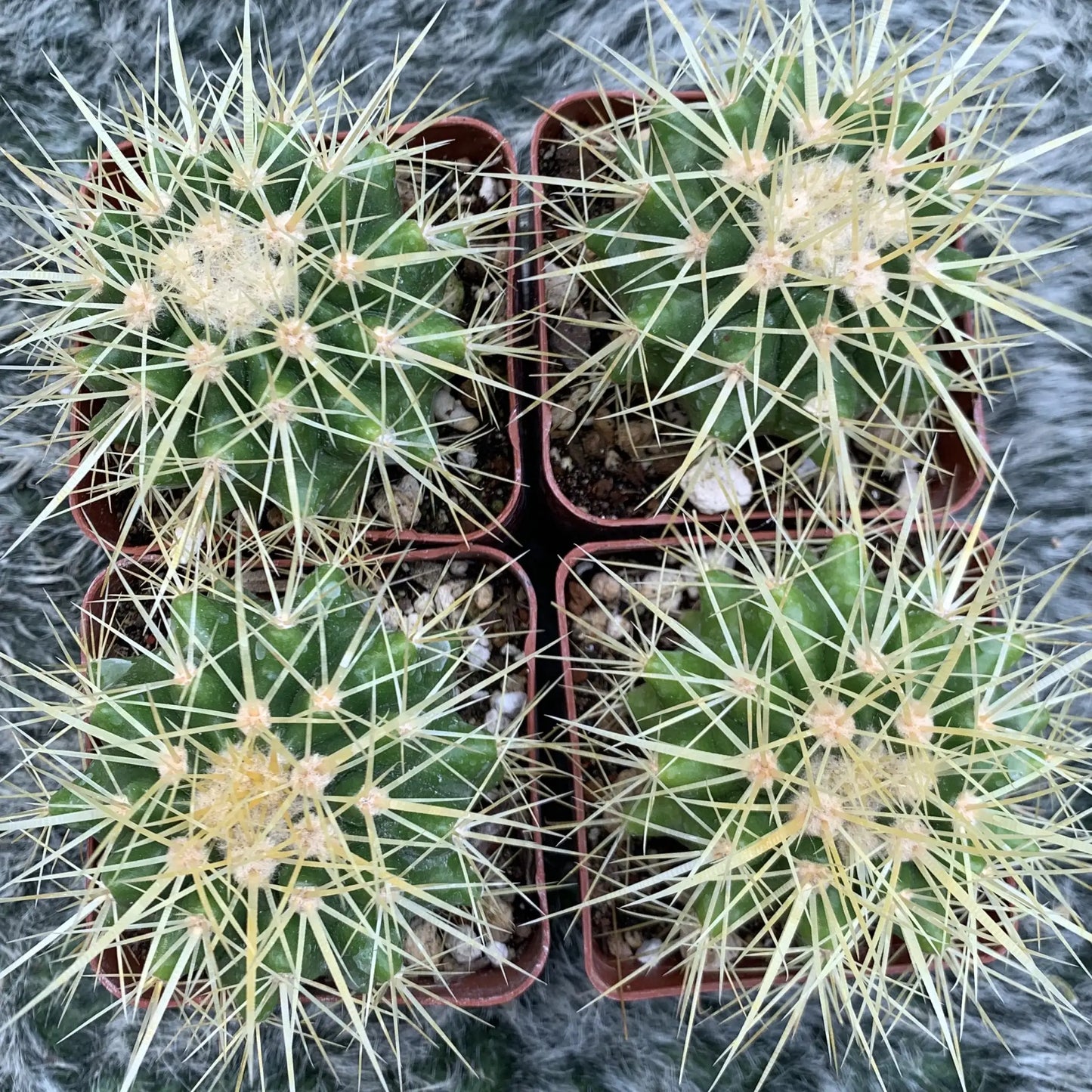 Echinocactus grusonii - live cactus plant