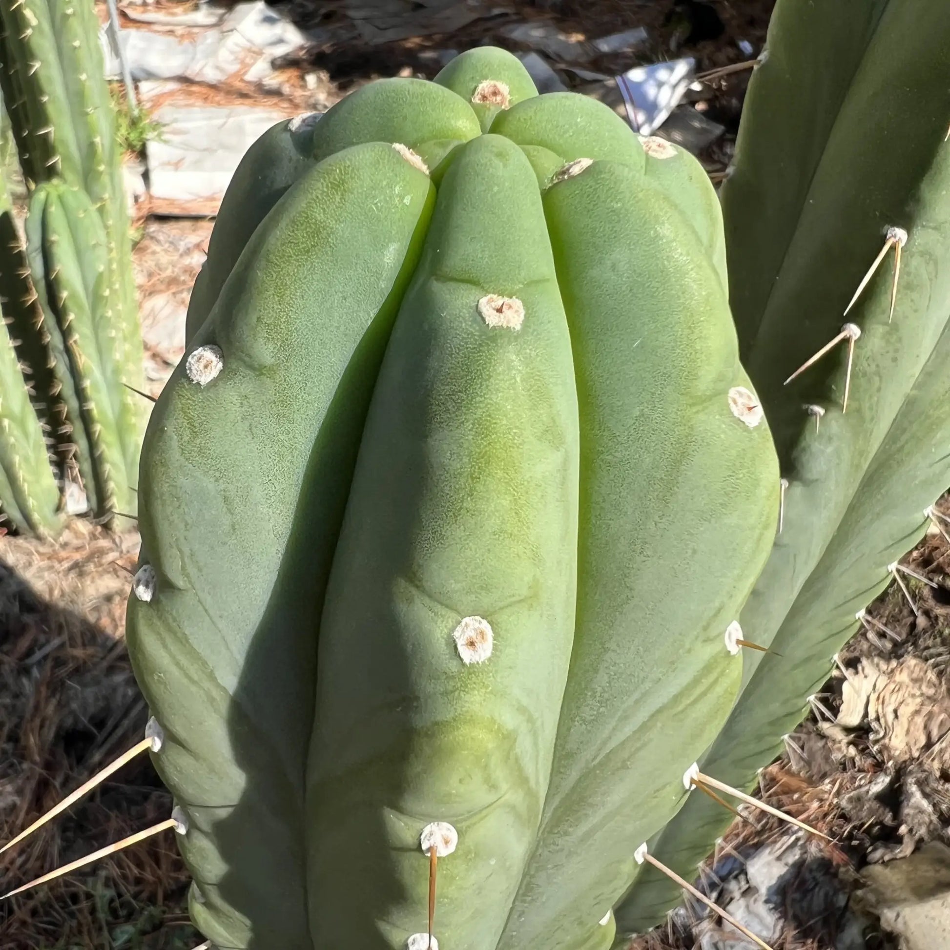 Amazonas - one 14” tip cutting - live cactus plant