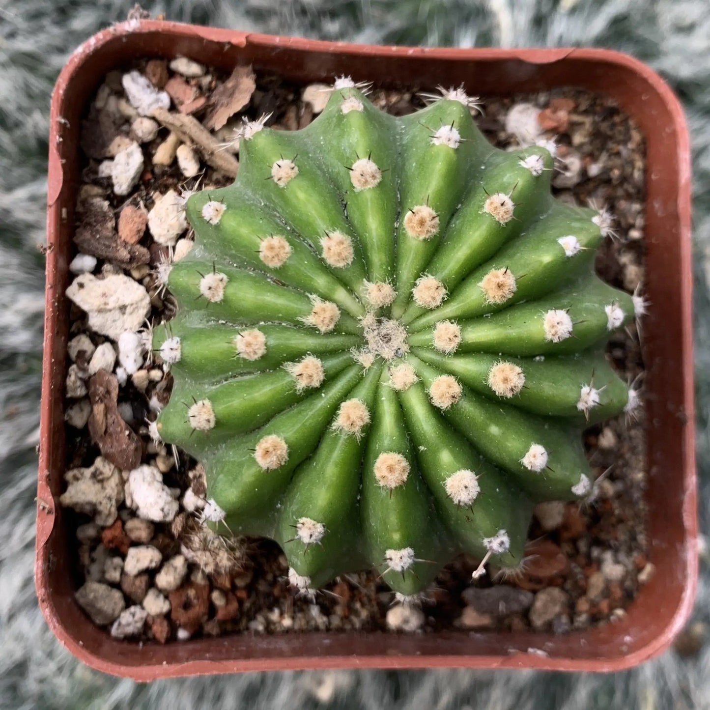 Echinopsis sp. - live cactus plant