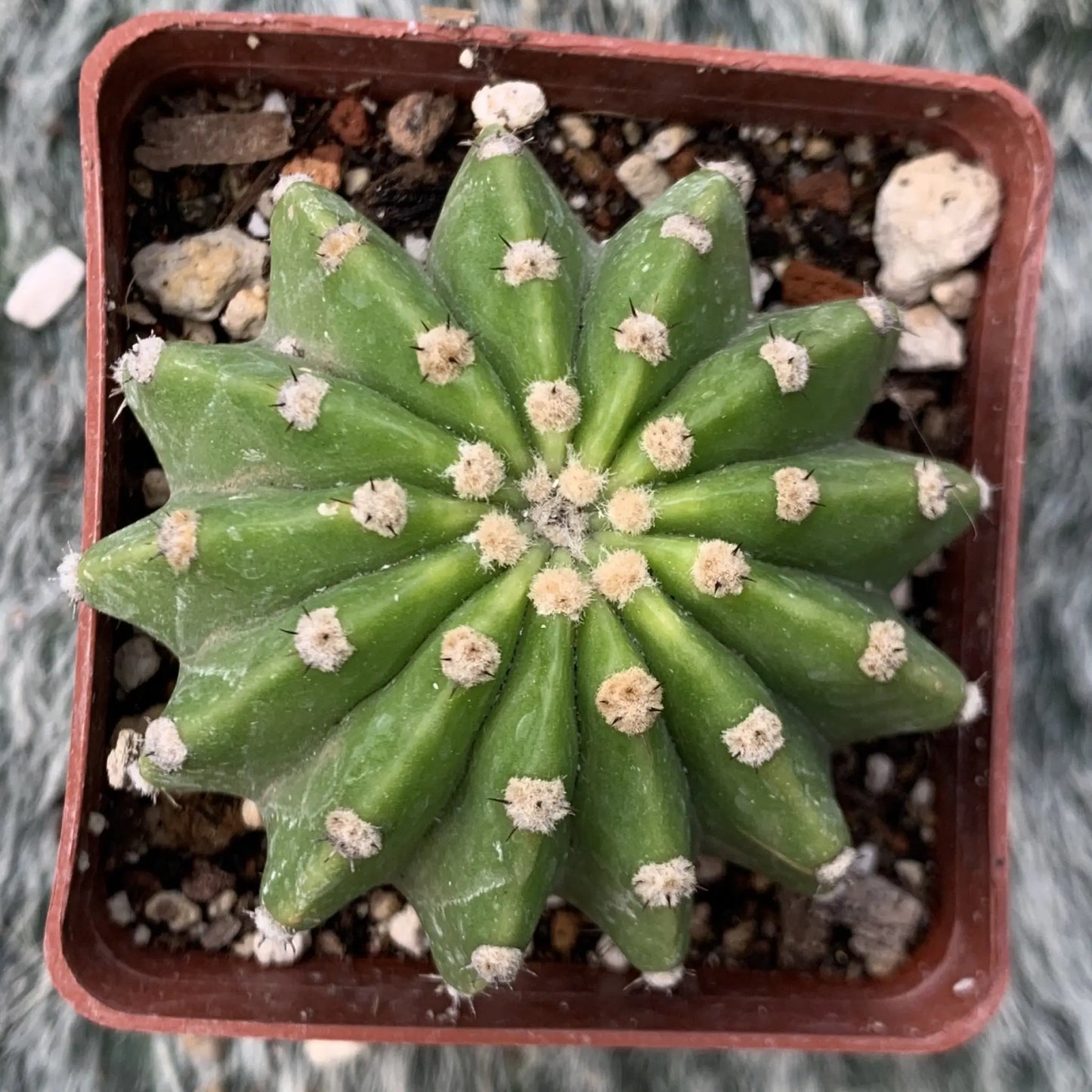Echinopsis sp. - live cactus plant