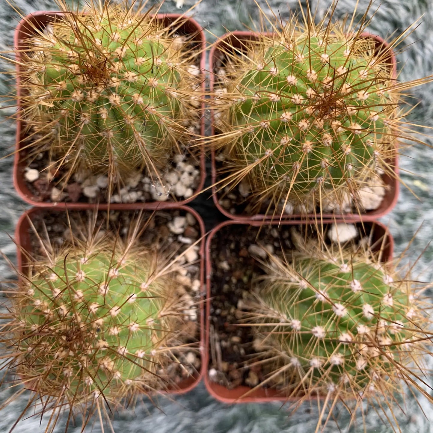 Echinopsis sp. - live cactus plant
