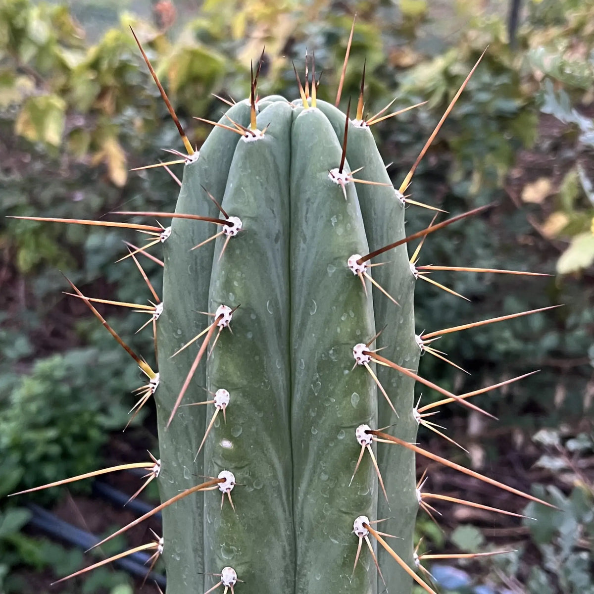Vernes 2006 KK seeds- JS398 - 10” tip cut - live cactus