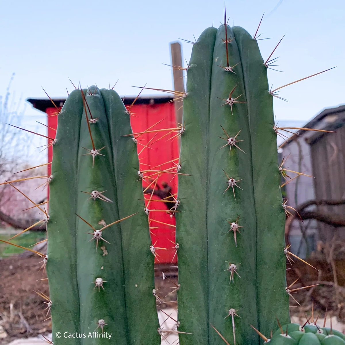 Vernes 2006 KK seeds- JS398 - 10” tip cut - live cactus