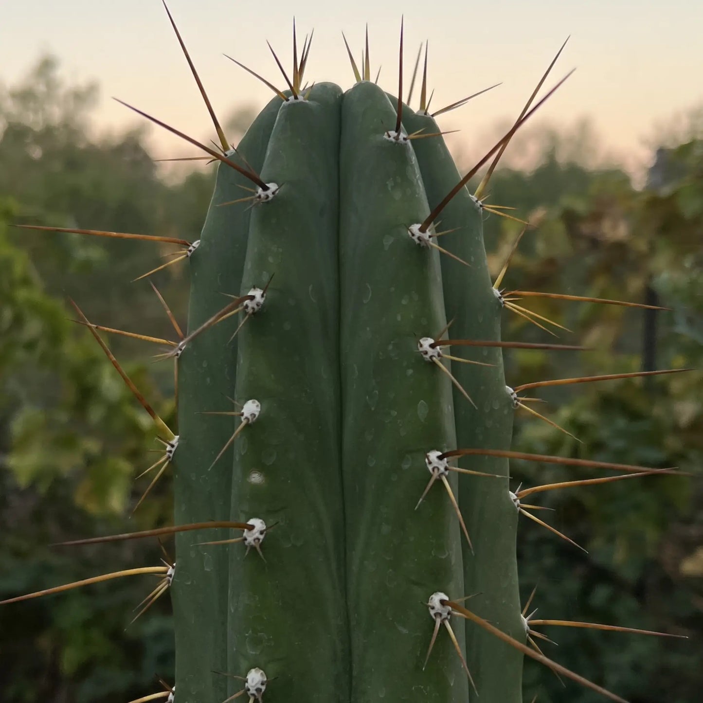 Vernes 2006 KK seeds- JS398 - 10” tip cut - live cactus