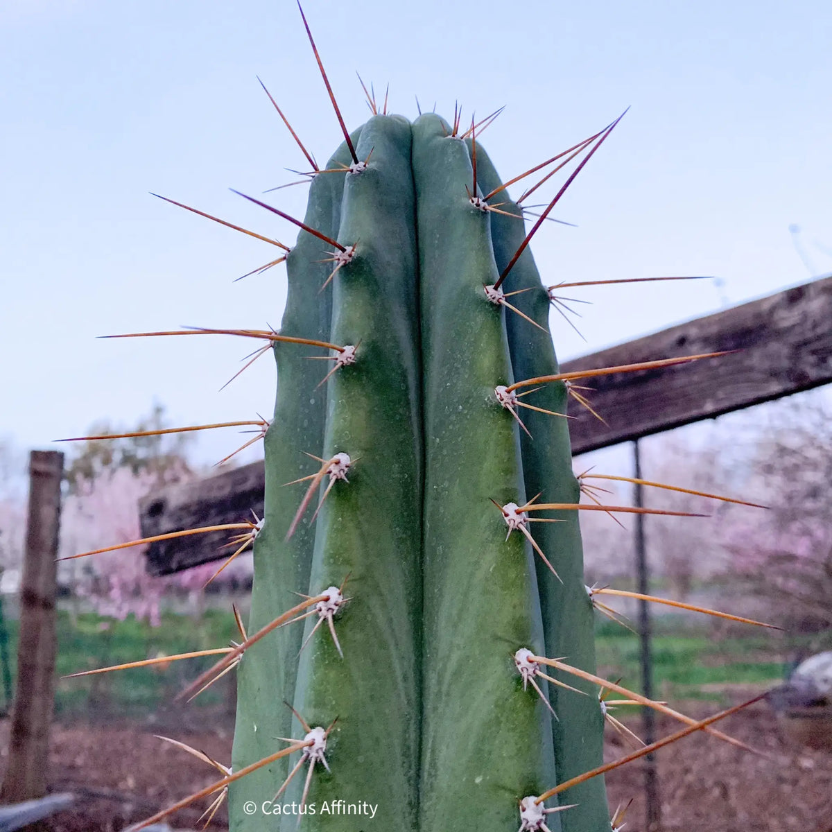 Vernes 2006 KK seeds- JS398 - 10” tip cut - live cactus