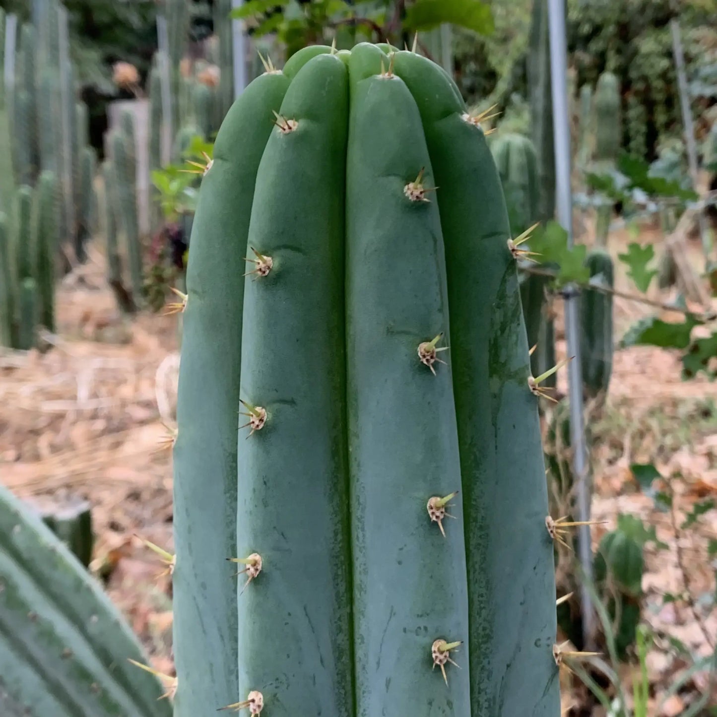 TCP Echinopsis Cactus Plant JS400 - live cactus plant