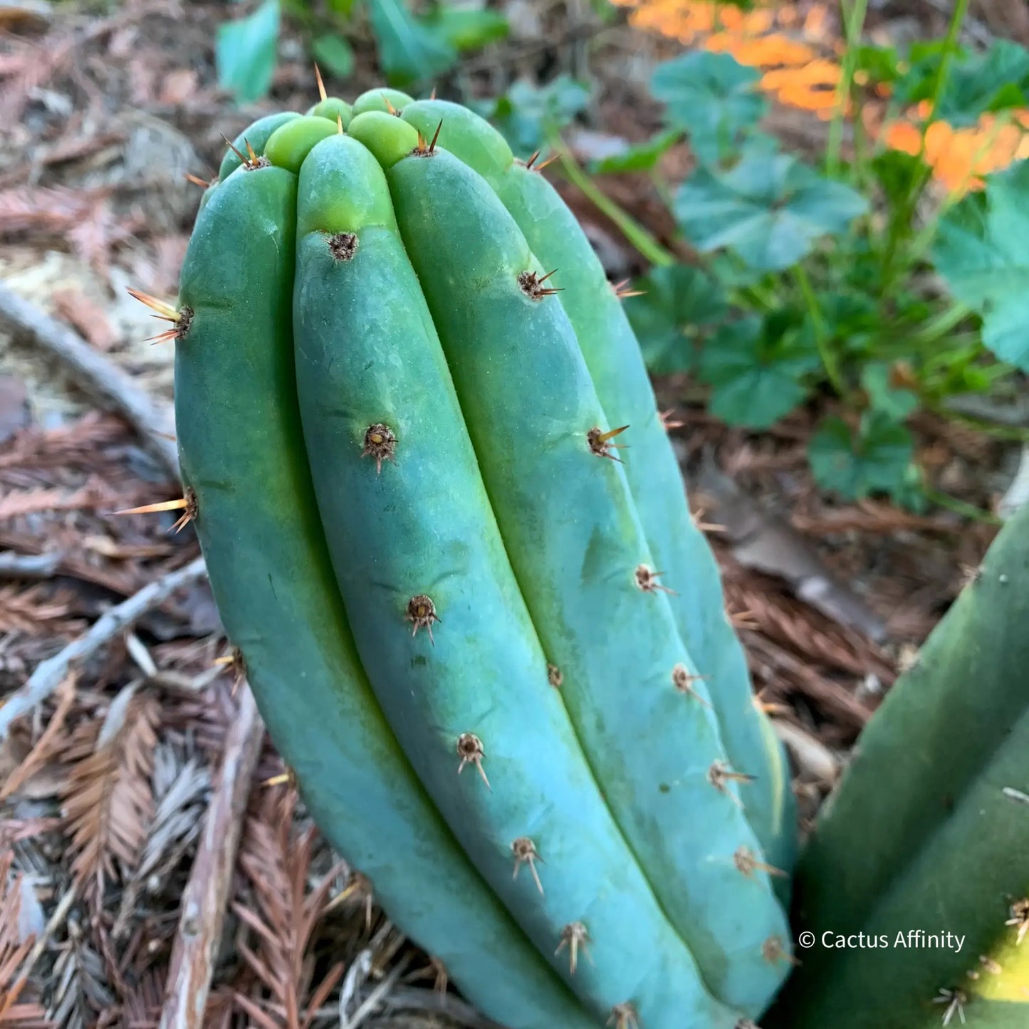 TCP Echinopsis Cactus Plant JS400 - live cactus plant
