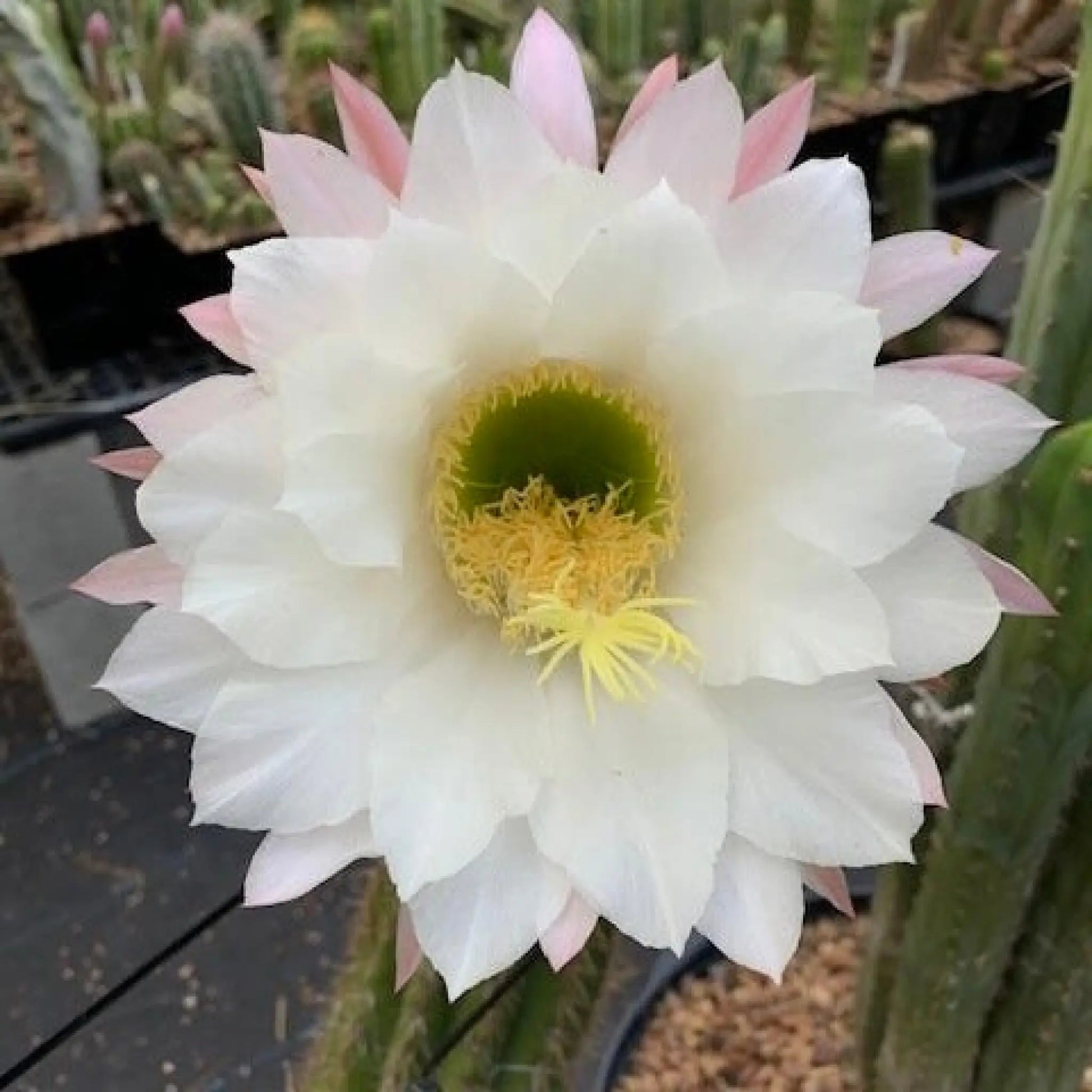 candicans (standard) - a9 9” tip cut - live cactus plant