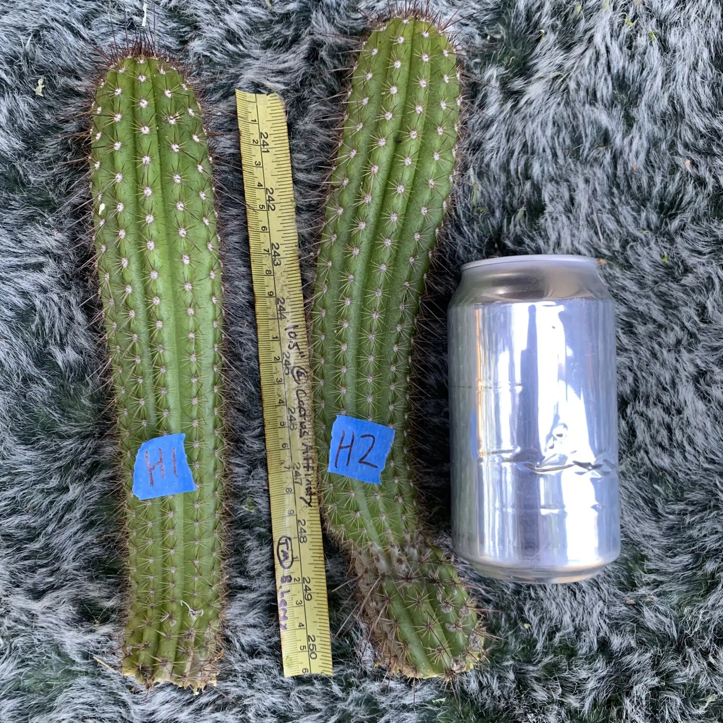 Echinopsis huascha - H1 10” tip cut - live cactus plant
