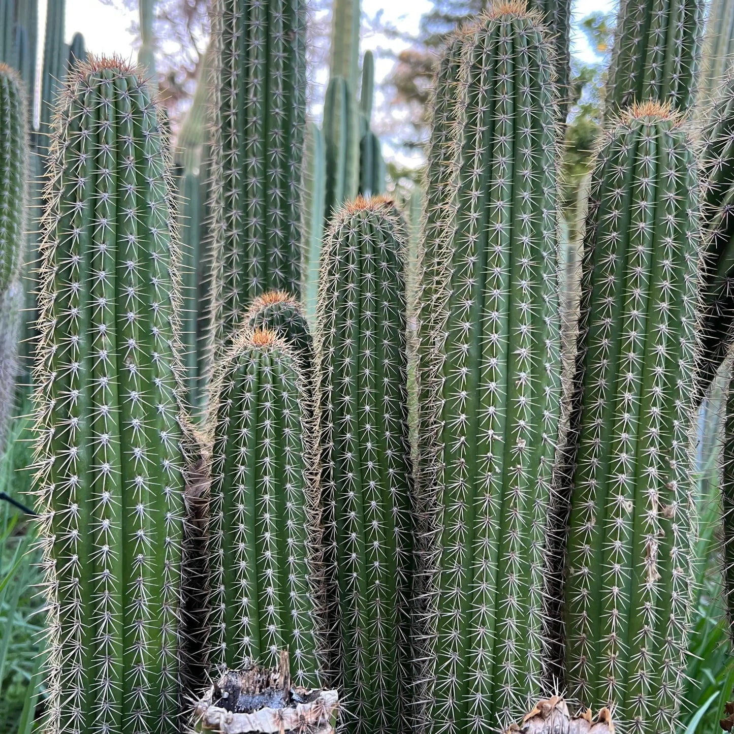spachianus - live cactus plant cutting