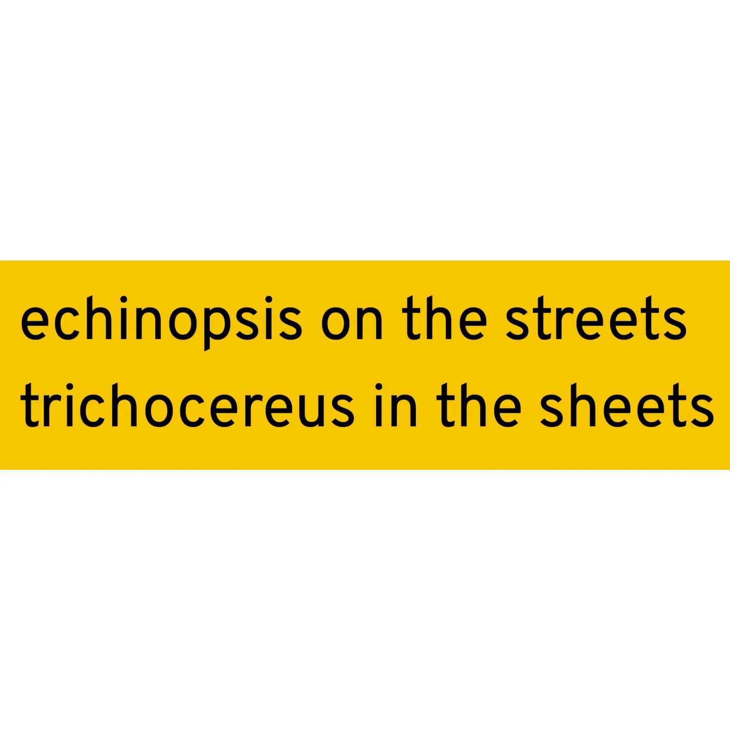 Echinopsis on the Streets sticker - Sticker