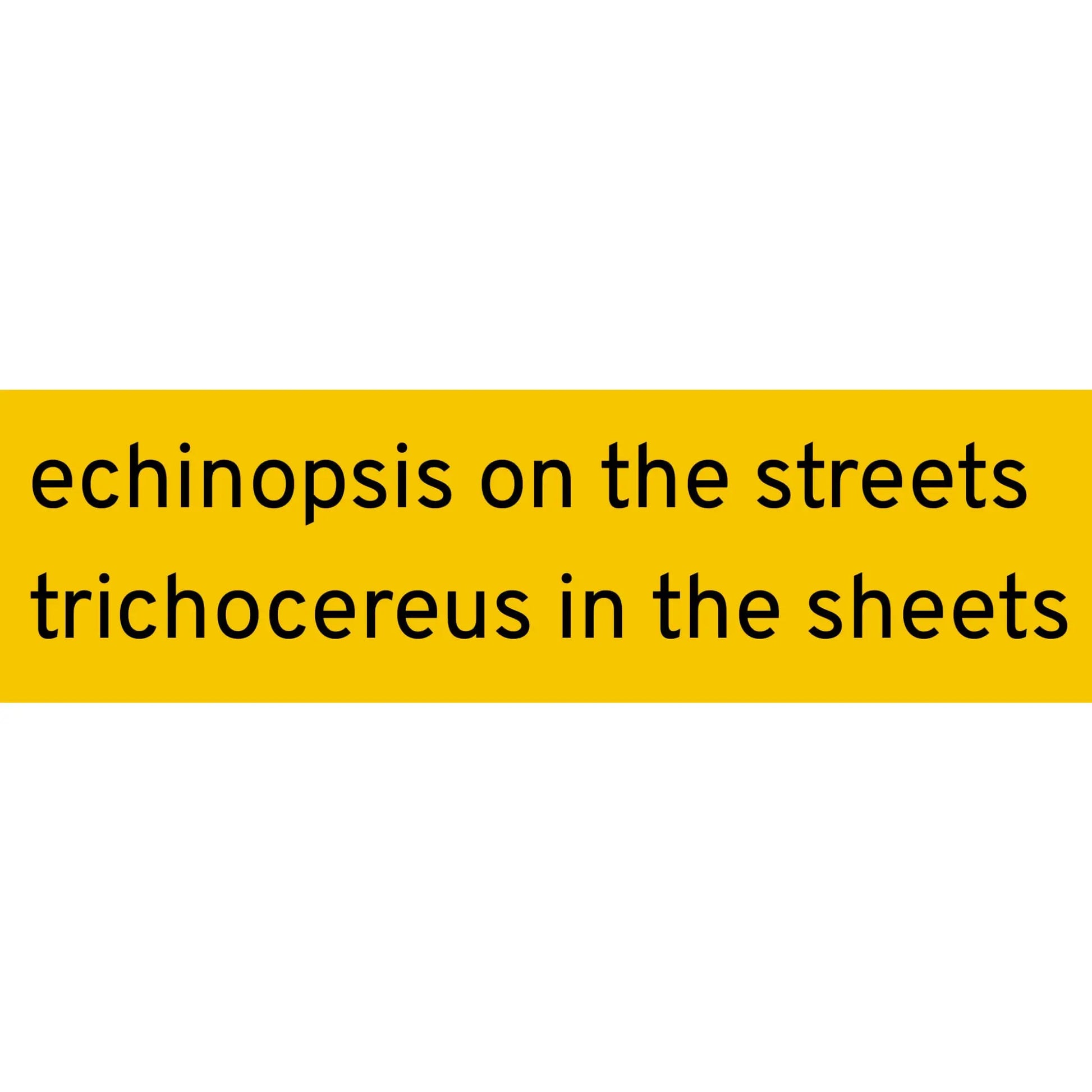 Echinopsis on the Streets sticker - Sticker