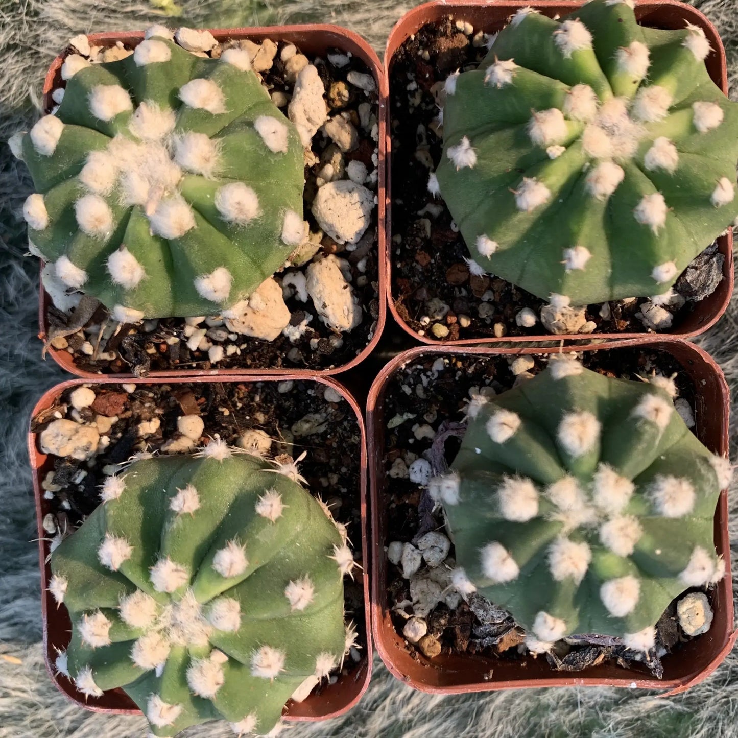 Echinopsis subdenudata - live cactus plant
