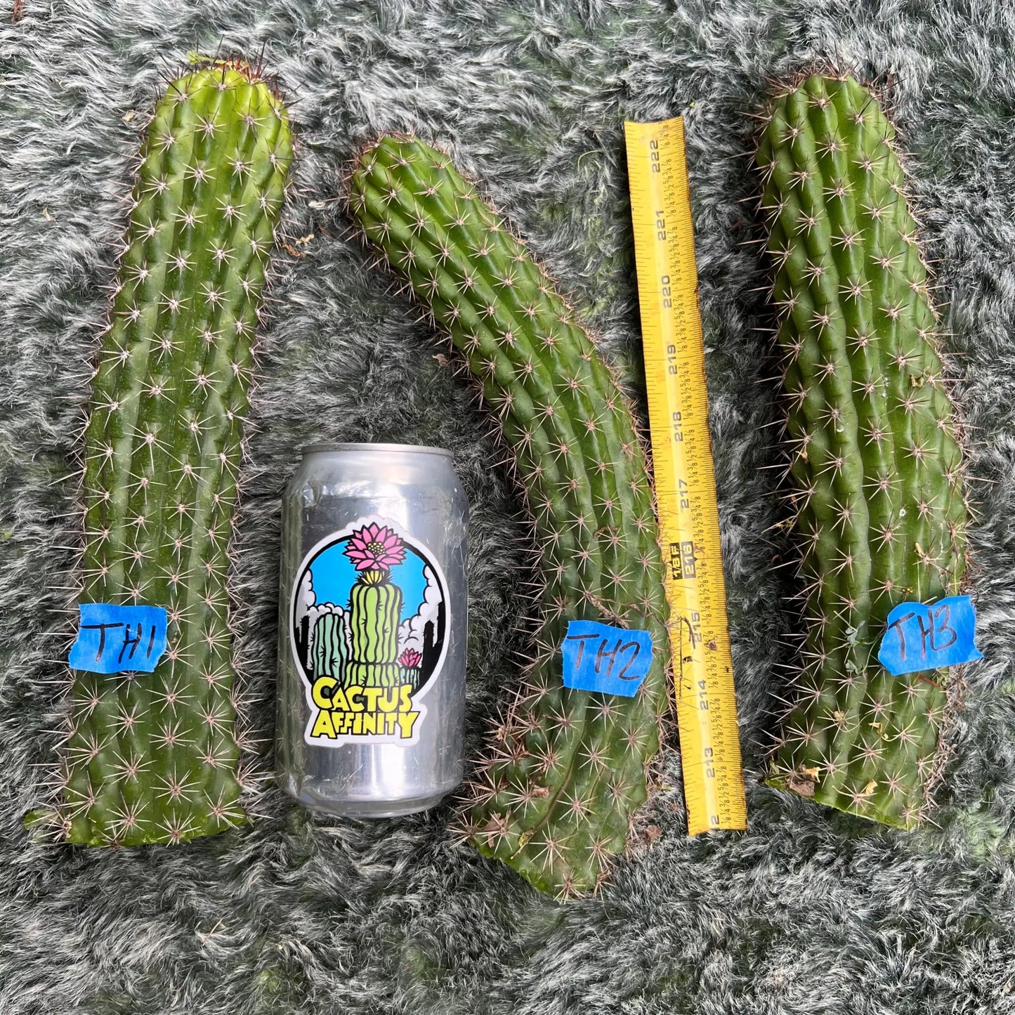 Echinopsis thelegonus - TH1 10” tip cut - live cactus plant