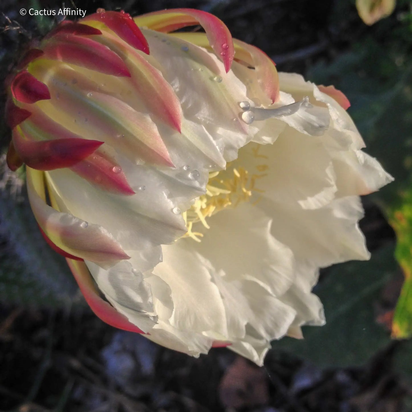 Echinopsis thelegonus