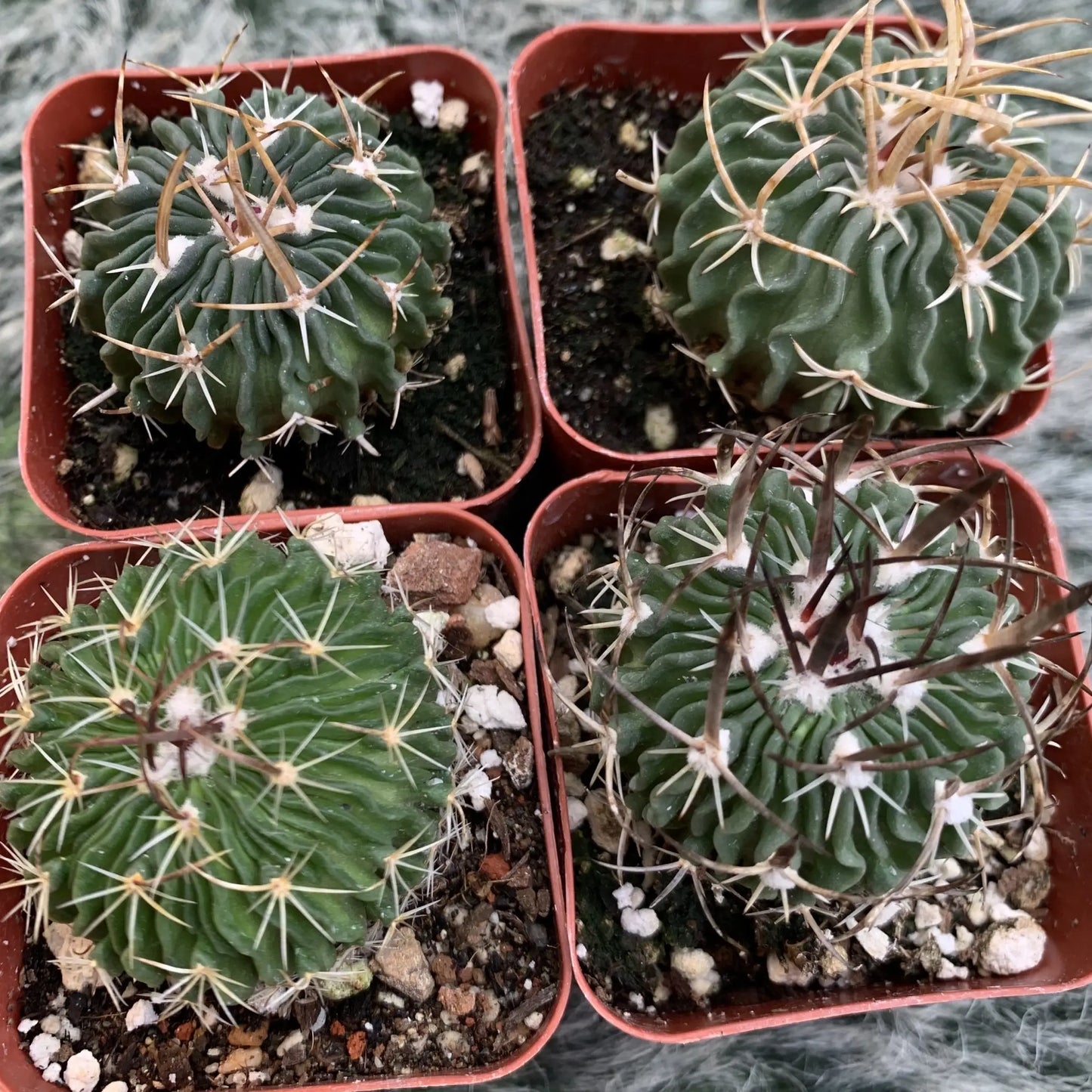 Ferocactus sp. - live cactus plant