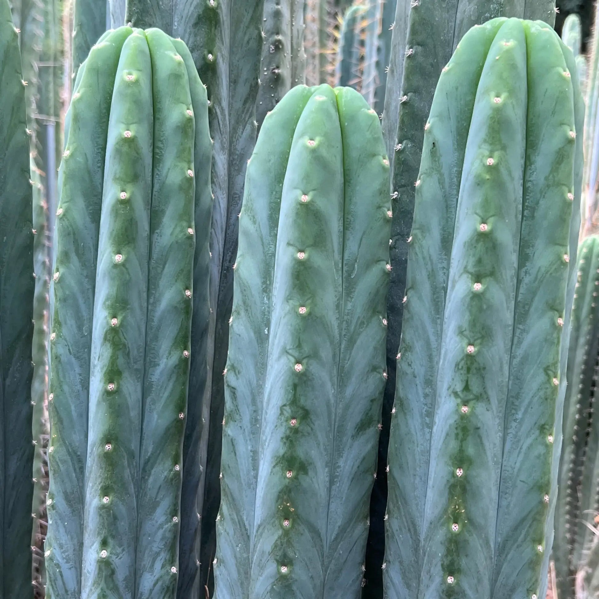PC x J’s Giant - live cactus plant