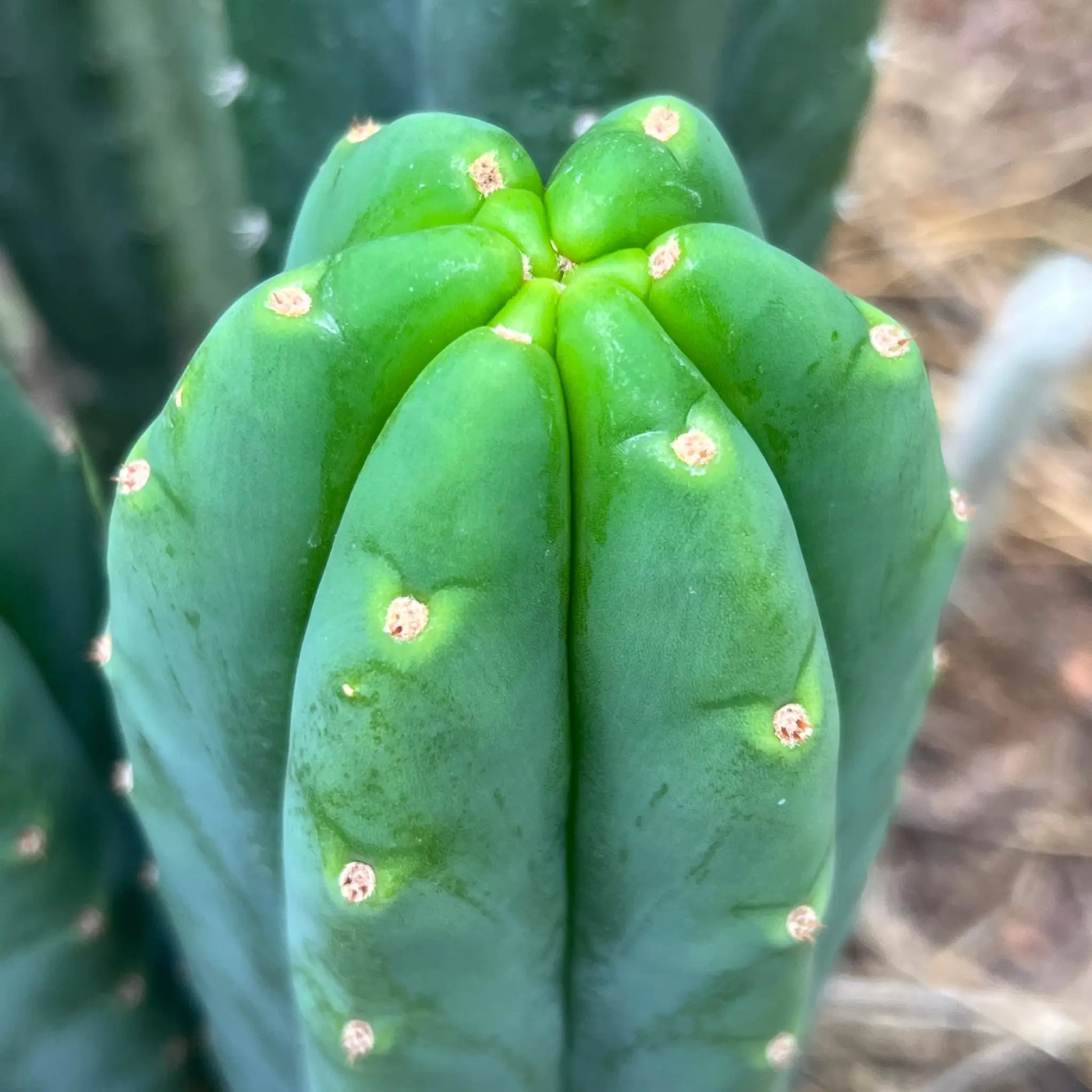 PC x J’s Giant - live cactus plant