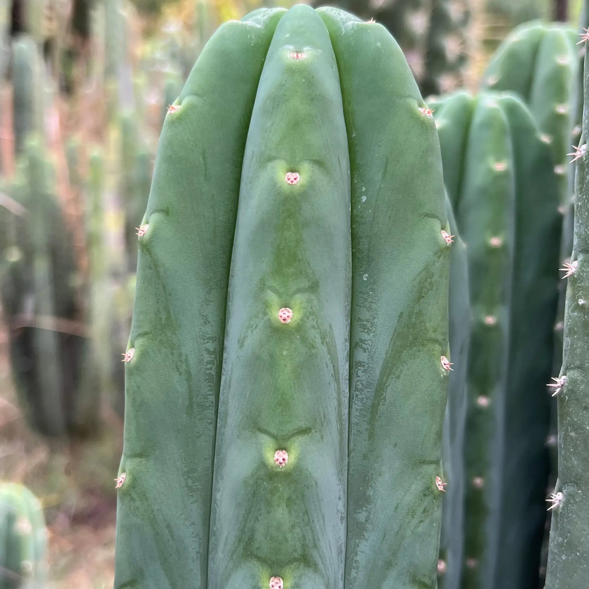 PC x J’s Giant - live cactus plant