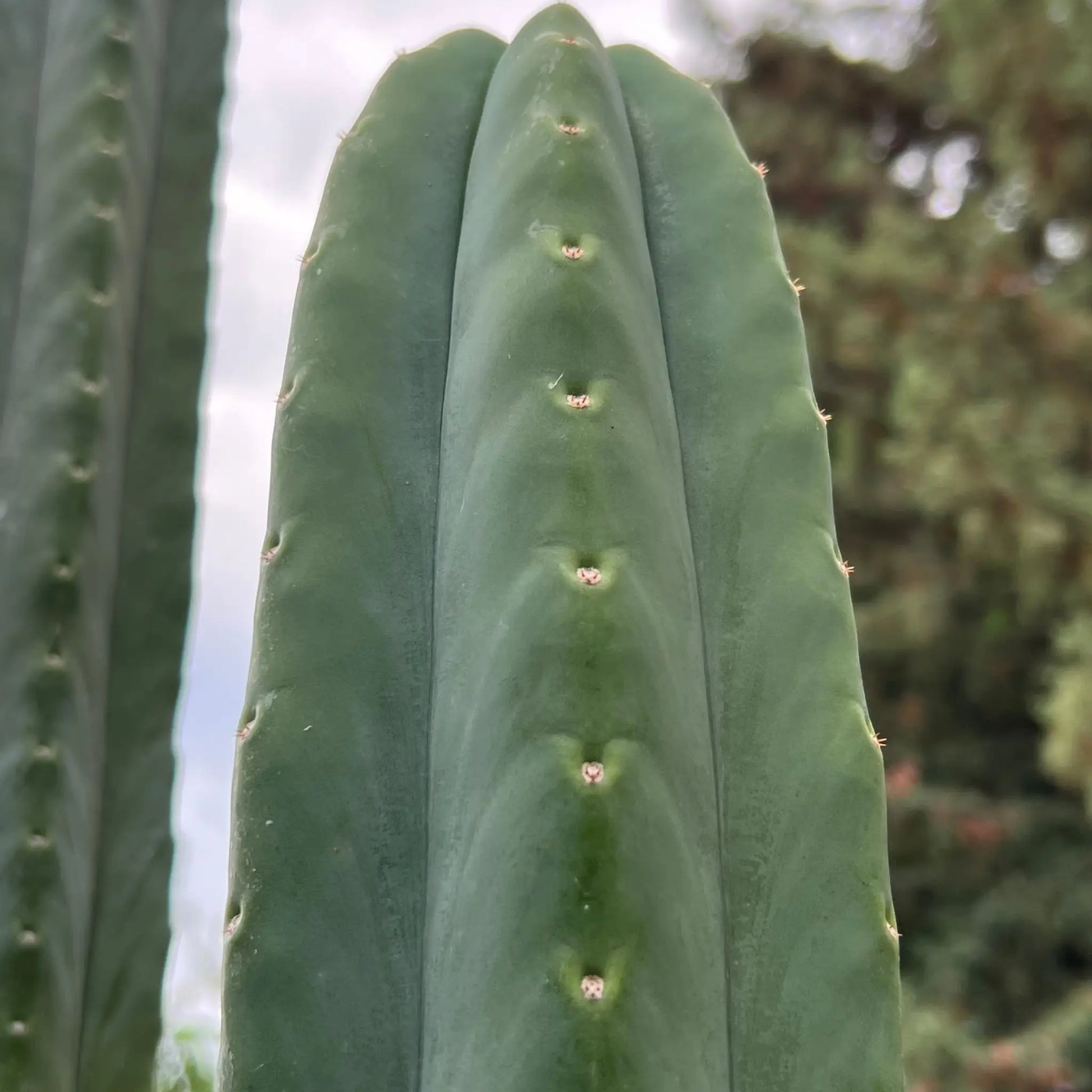 PC x J’s Giant - live cactus plant