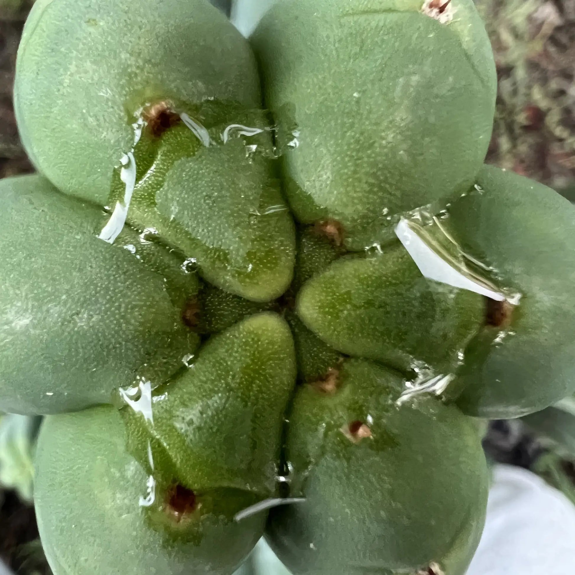 Tom J’s Giant (yard) - live cactus plant cutting