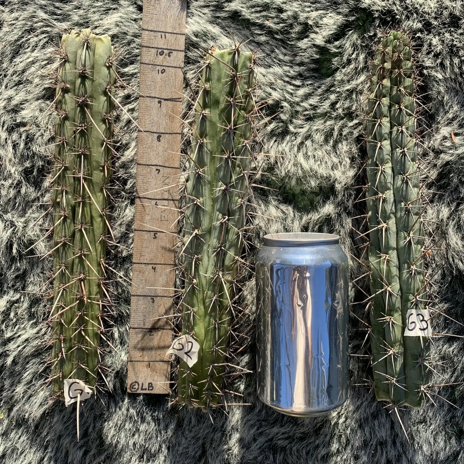 SS glaucus - G1 10” center cut - live cactus plant