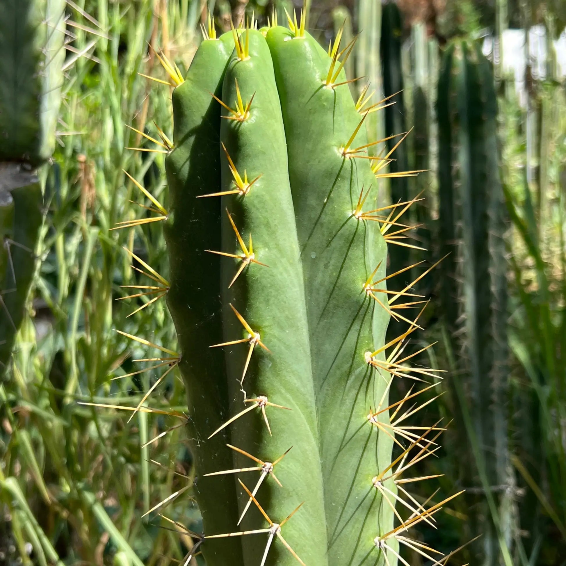 Godchaux - 10” tip cutting - live cactus plant