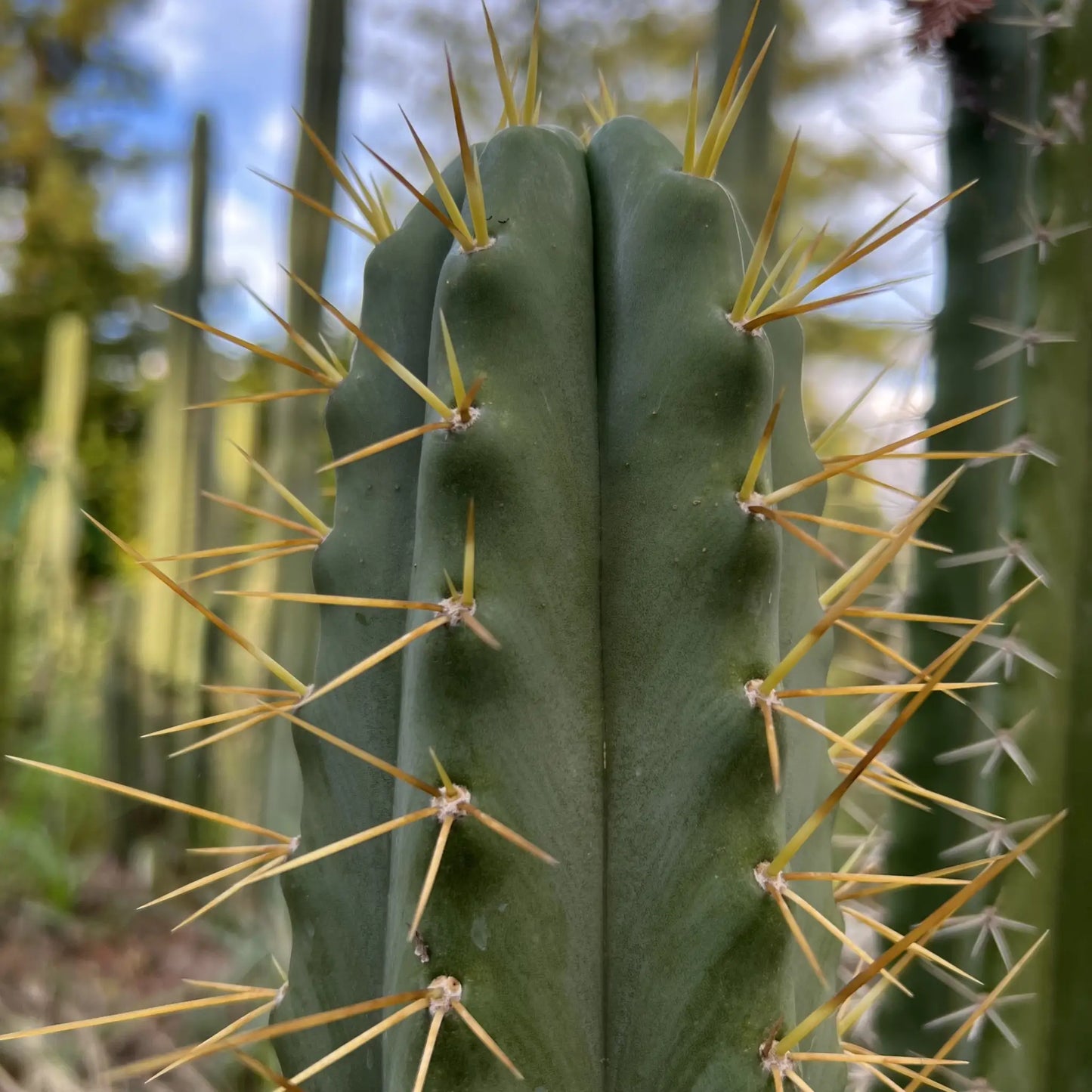 Godchaux - 10” tip cutting - live cactus plant