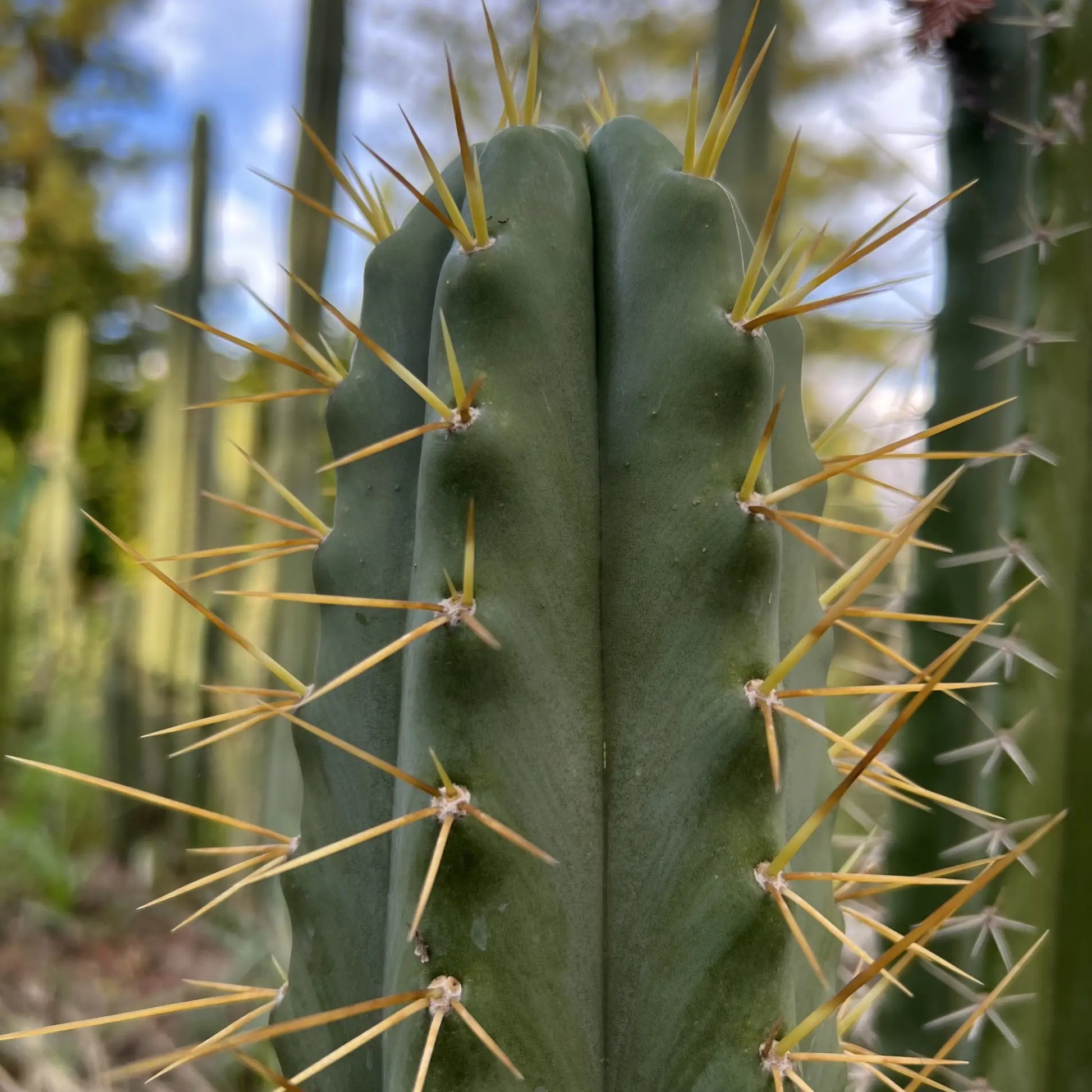 Godchaux - 10” tip cutting - live cactus plant