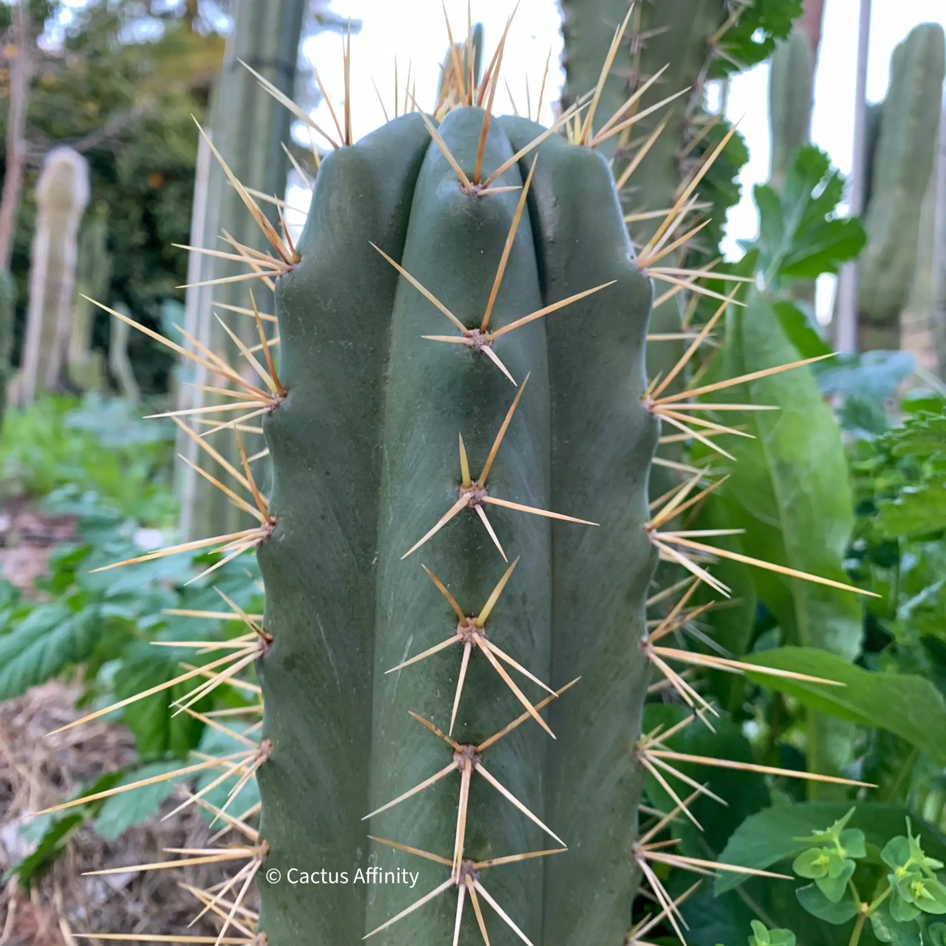 Godchaux - 10” tip cutting - live cactus plant