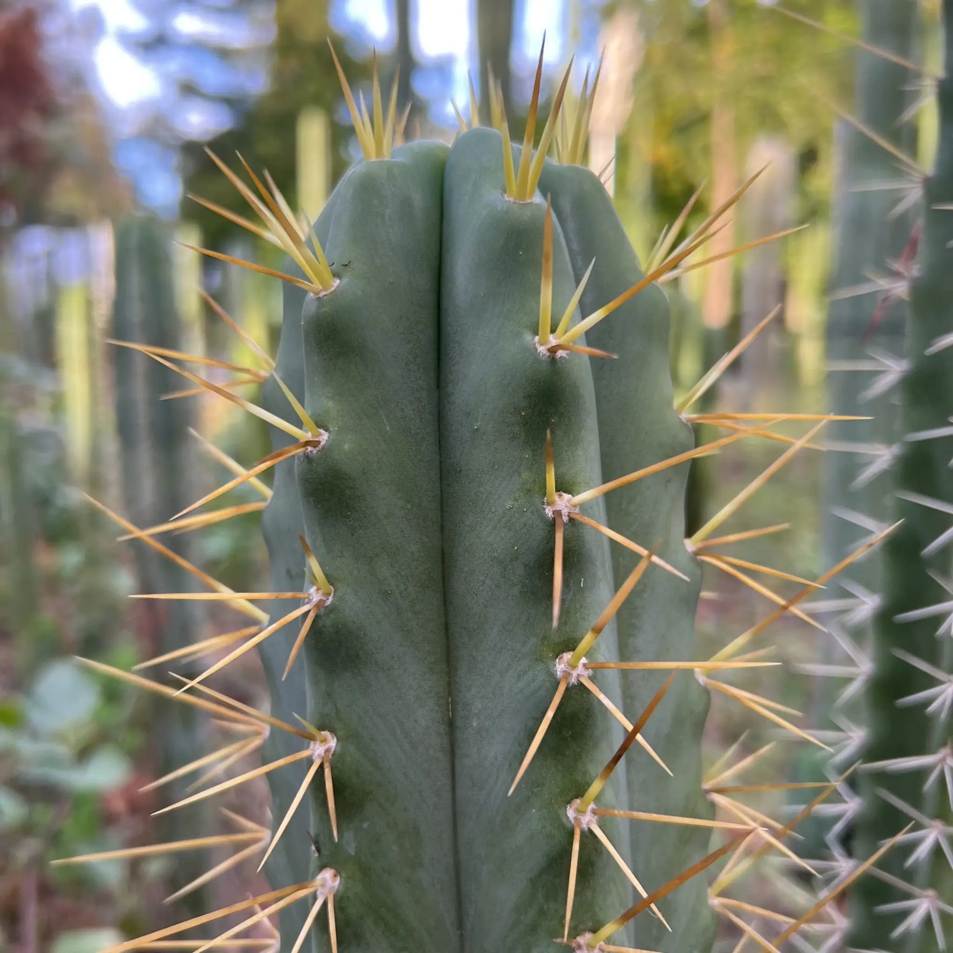 Godchaux - 10” tip cutting - live cactus plant