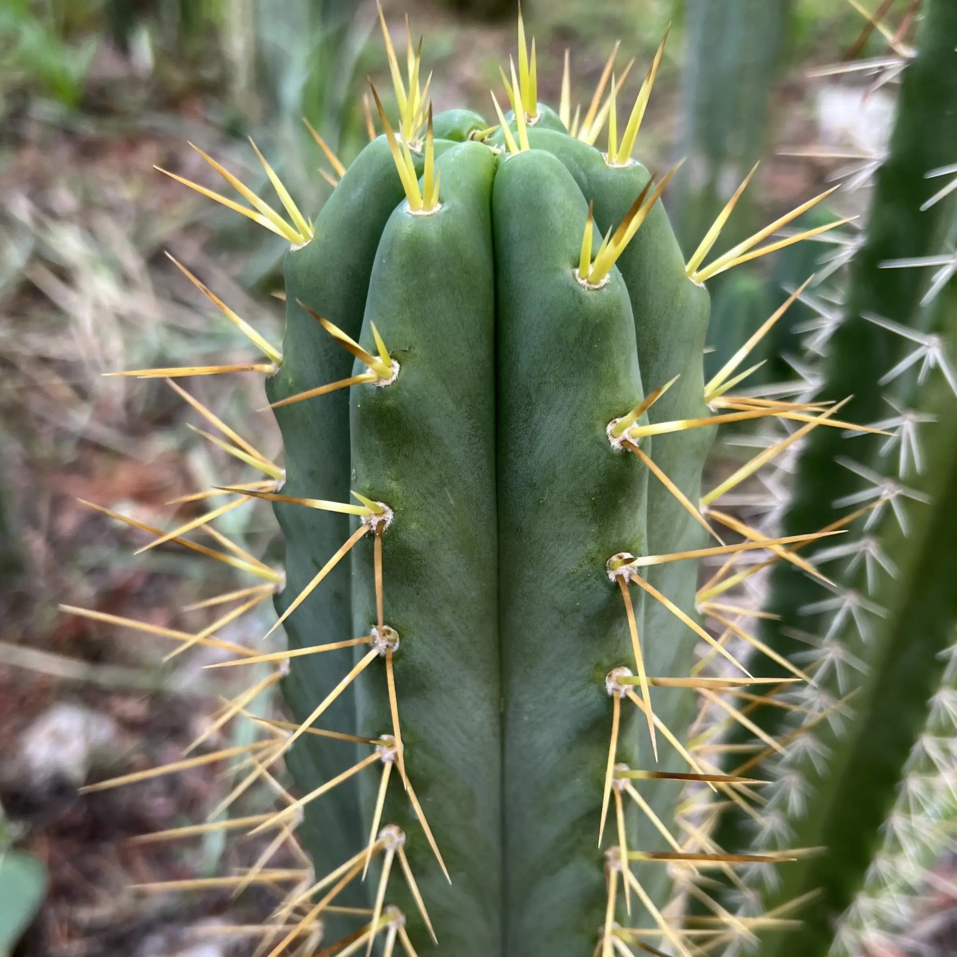 Godchaux - 10” tip cutting - live cactus plant