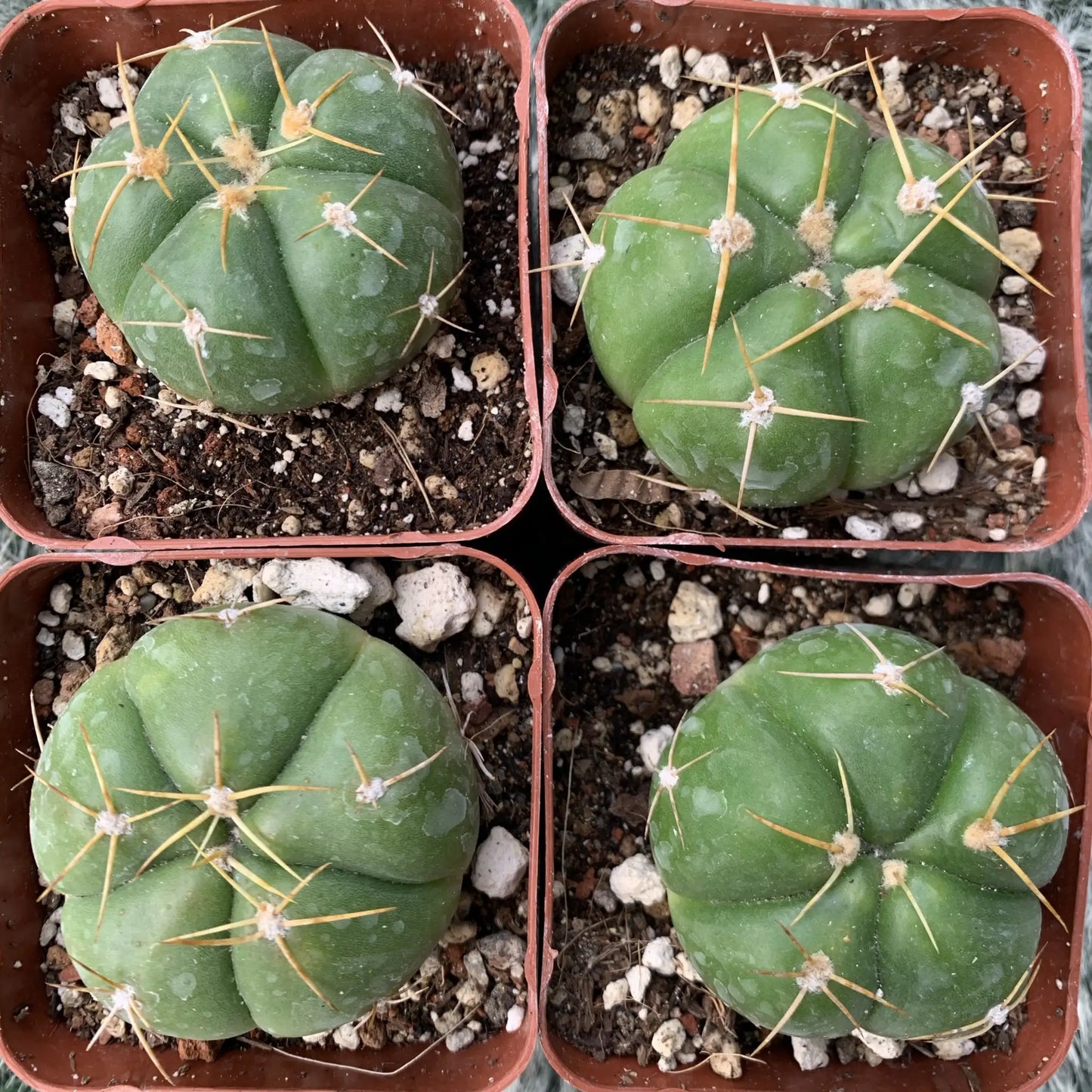 gymnocalycium buenekeri - live cactus plant