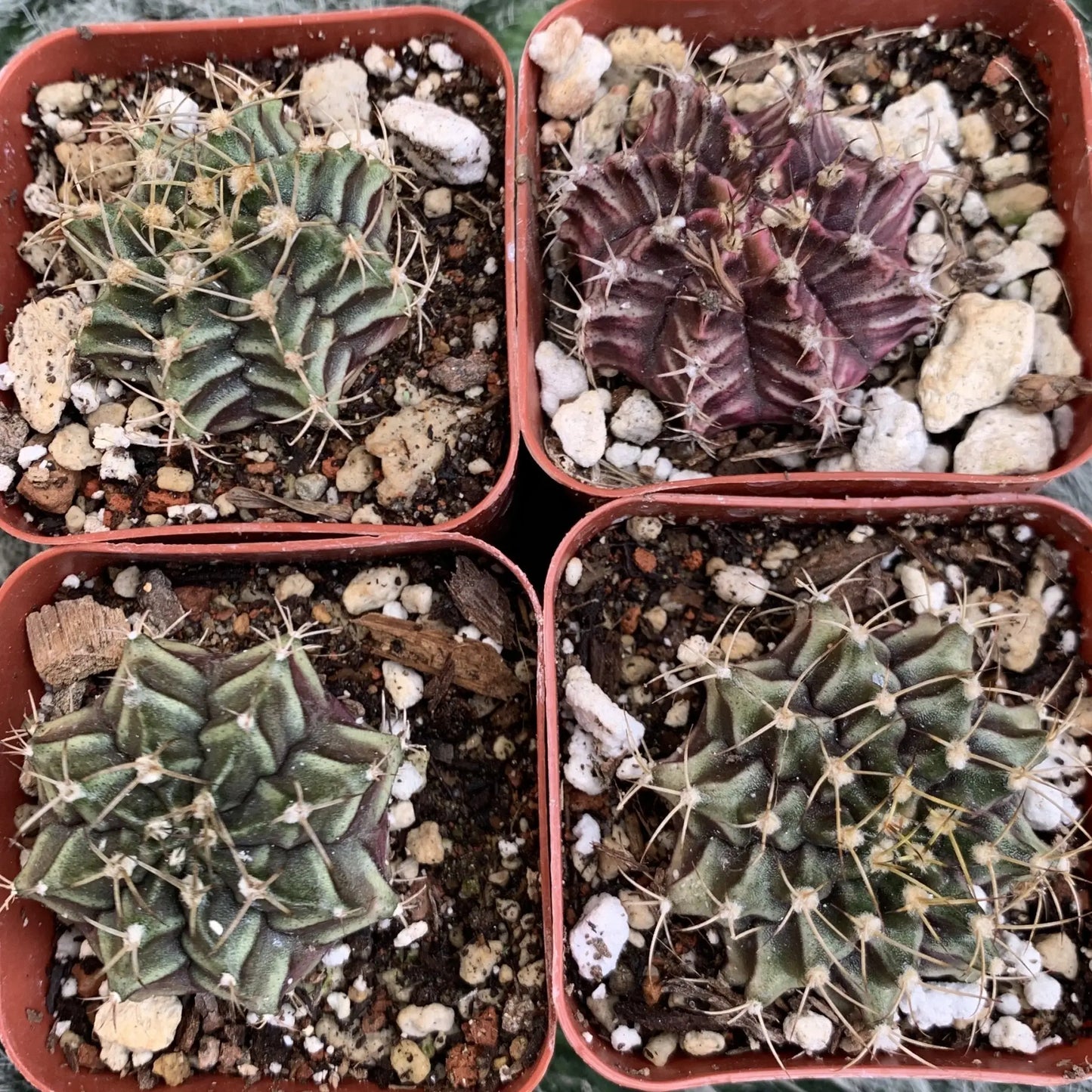 Gymnocalycium friedricki - potted