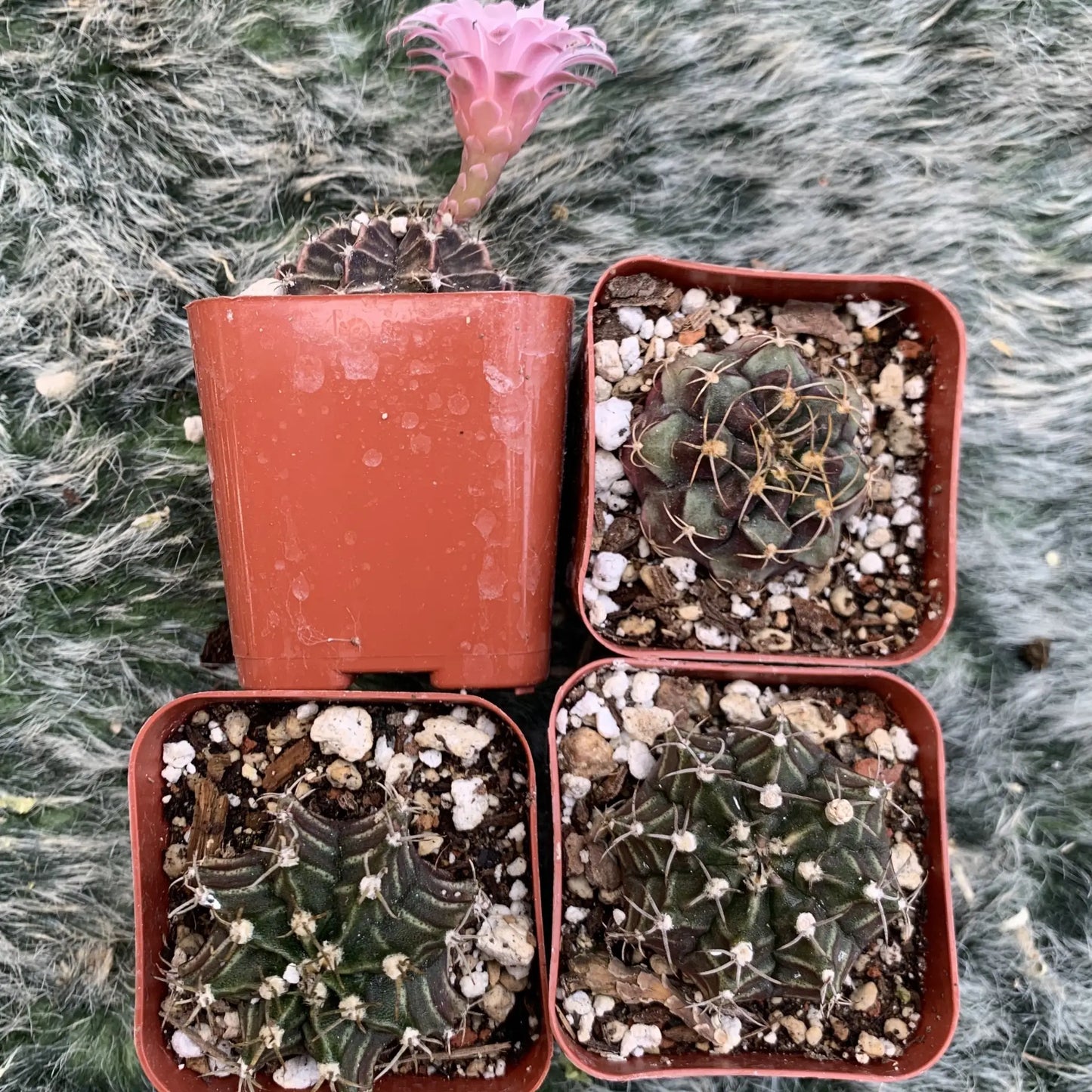 Gymnocalycium friedricki - potted