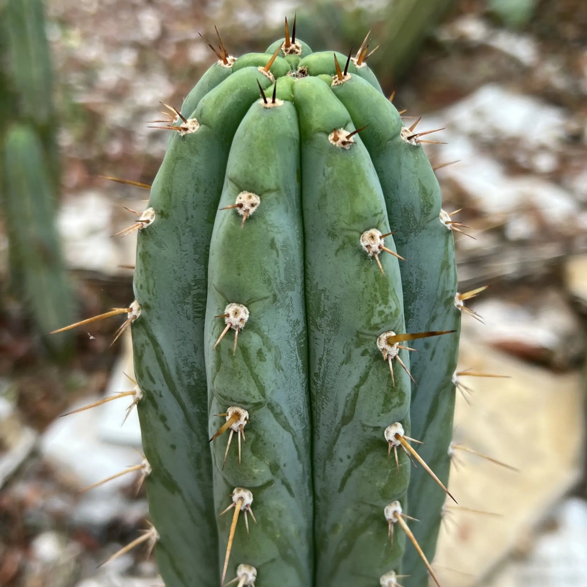 Howard - c3 10” tip cut - live cactus plant