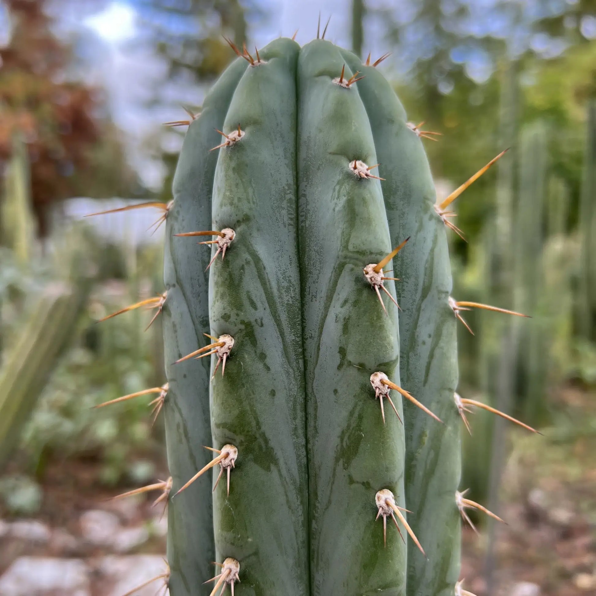 Howard - c3 10” tip cut - live cactus plant