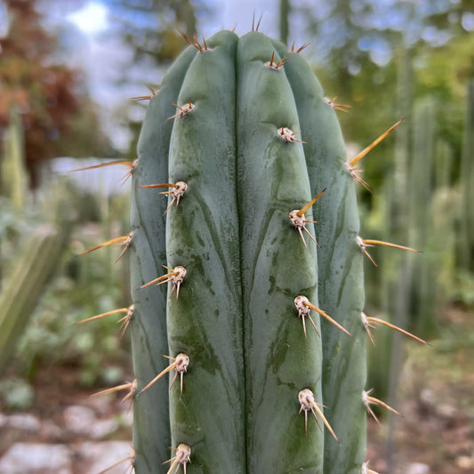 Howard - c3 10” tip cut - live cactus plant